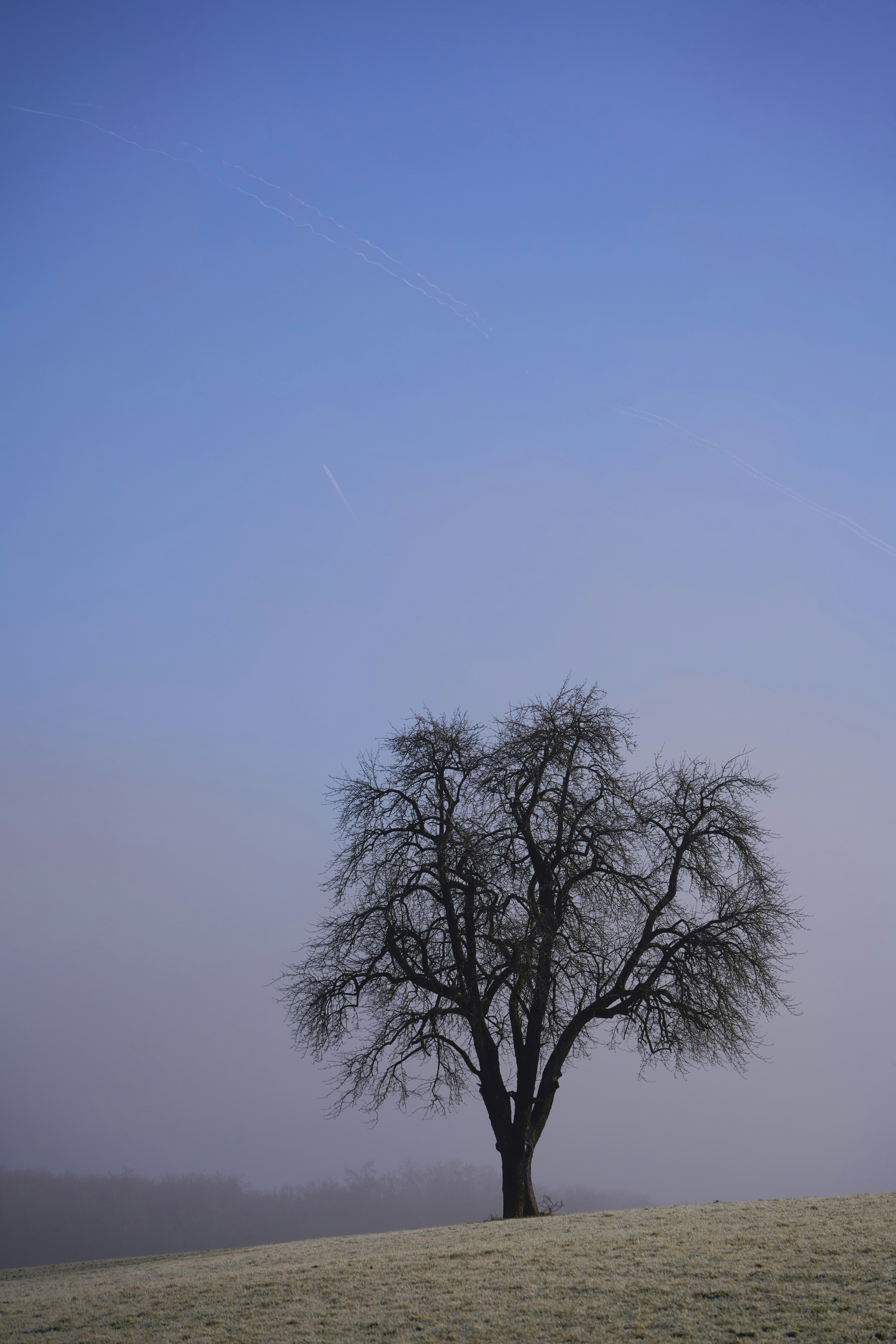 Photo by wolfgang_hasselmann