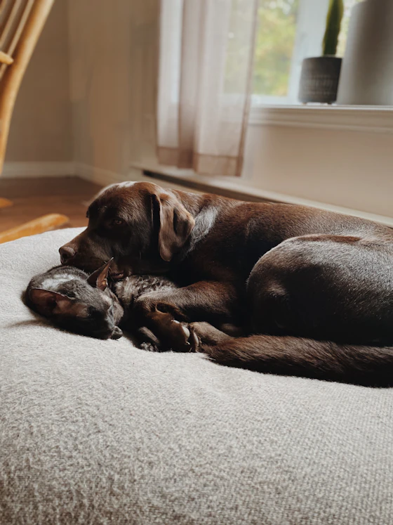 Dog and cat napping safely in a sunlit Orlando home