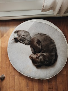 Two sleeping pets cuddle on a cozy bed.