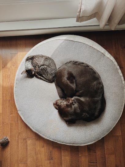 Two sleeping pets cuddle on a cozy bed.