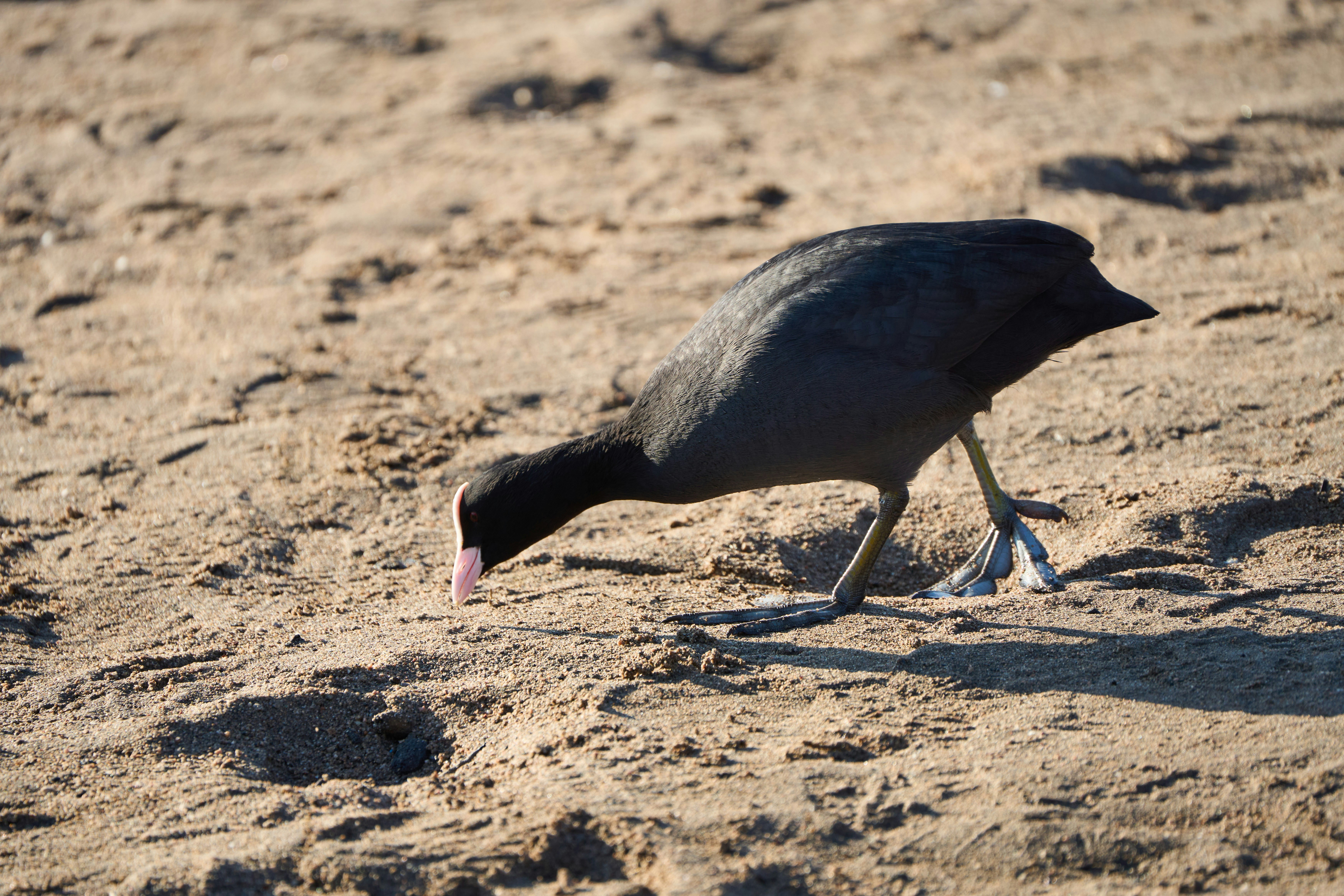 Photo by wolfgang_hasselmann