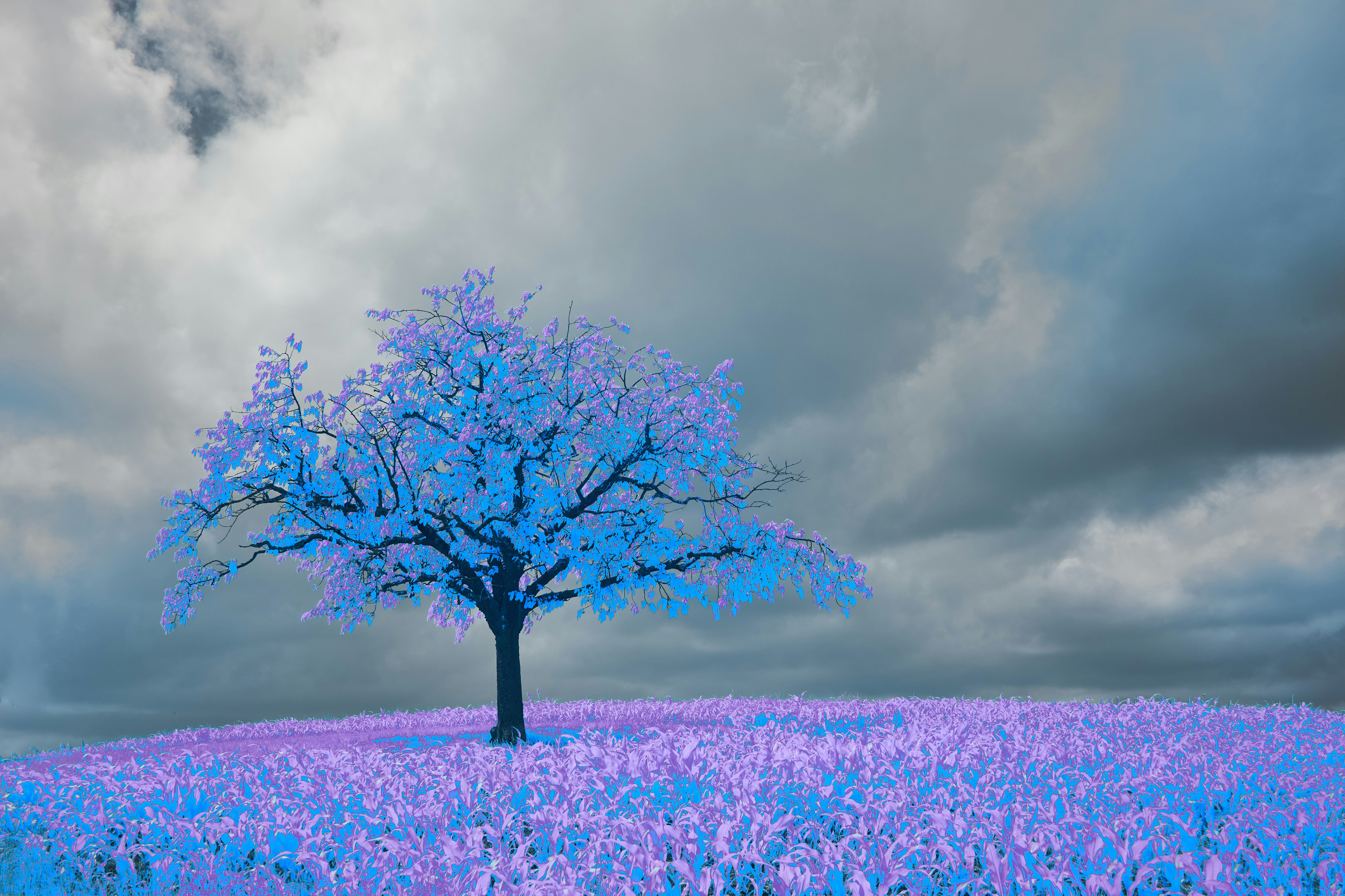 Photo by wolfgang_hasselmann