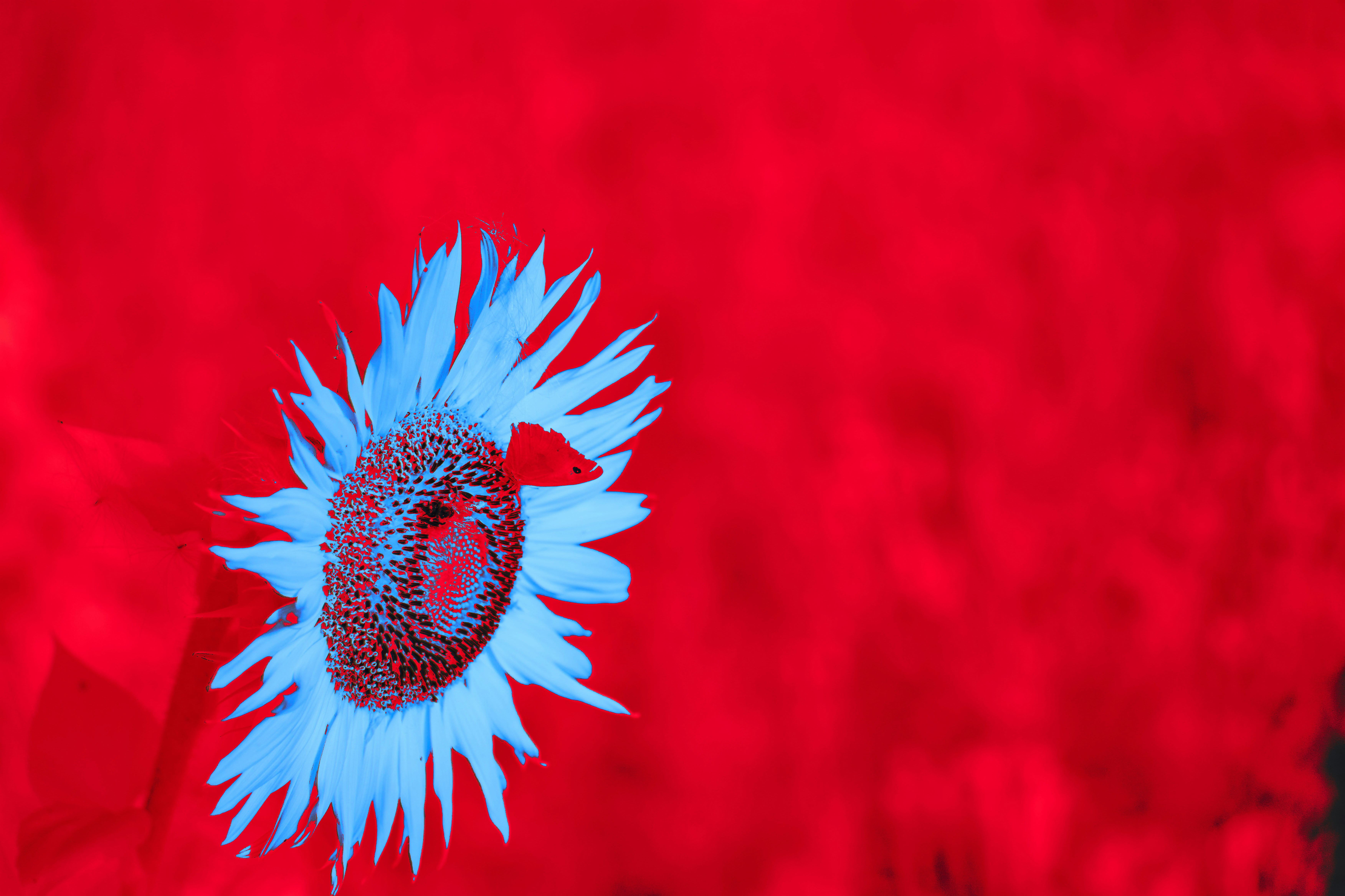 Photo by wolfgang_hasselmann