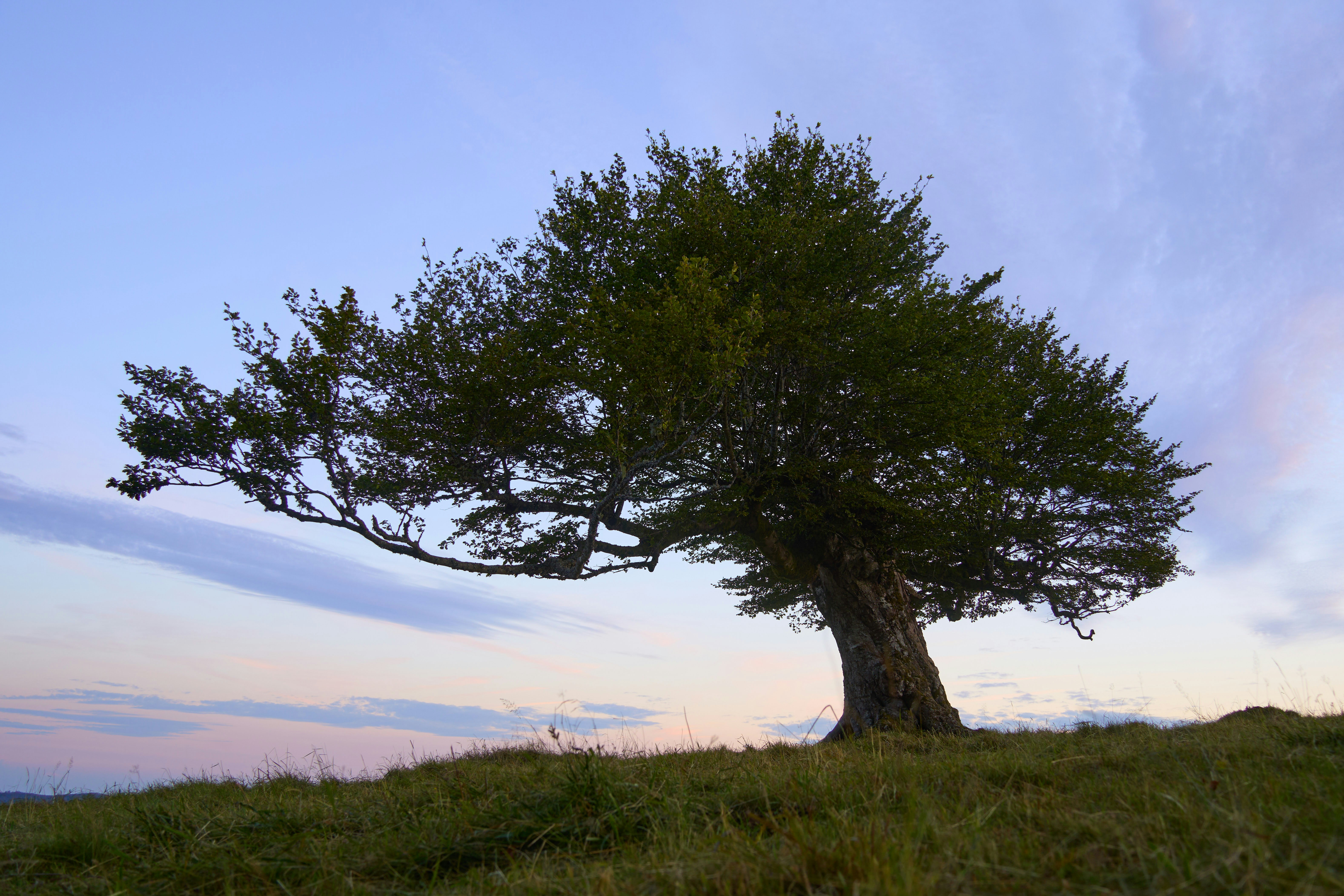 Photo by wolfgang_hasselmann