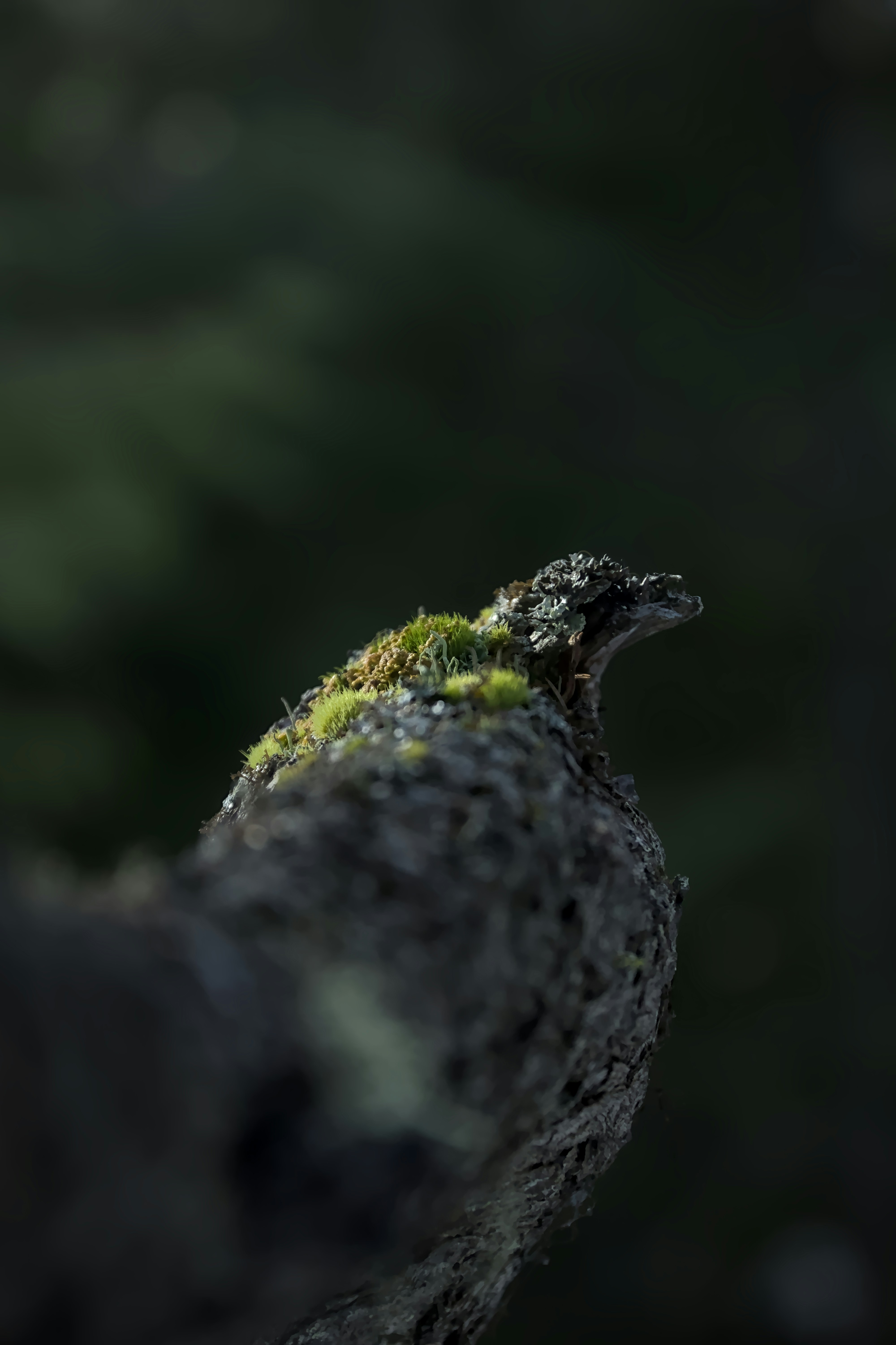 Moss grows on a textured, weathered branch.