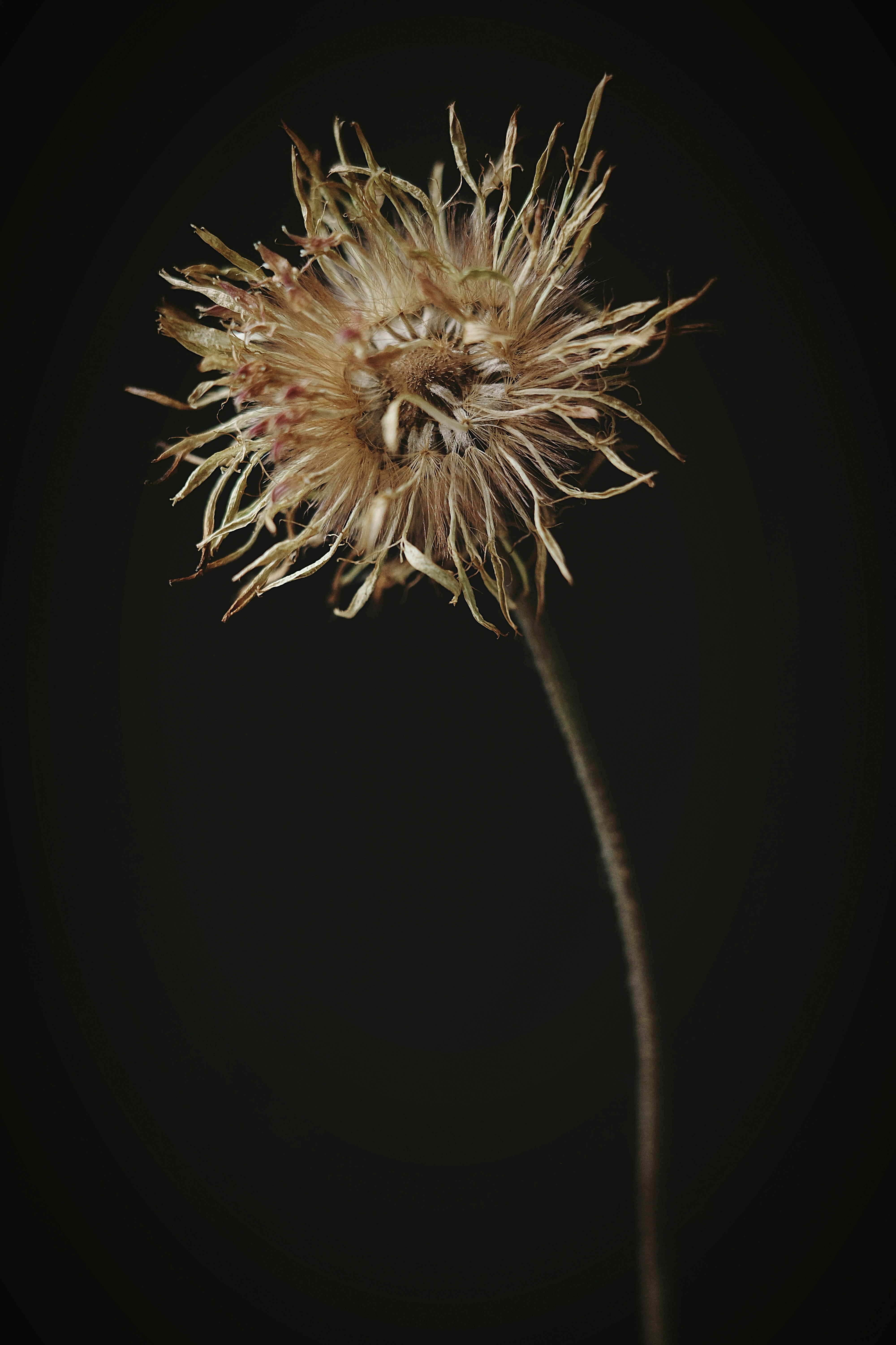 Uma flor silvestre seca contra um fundo preto.