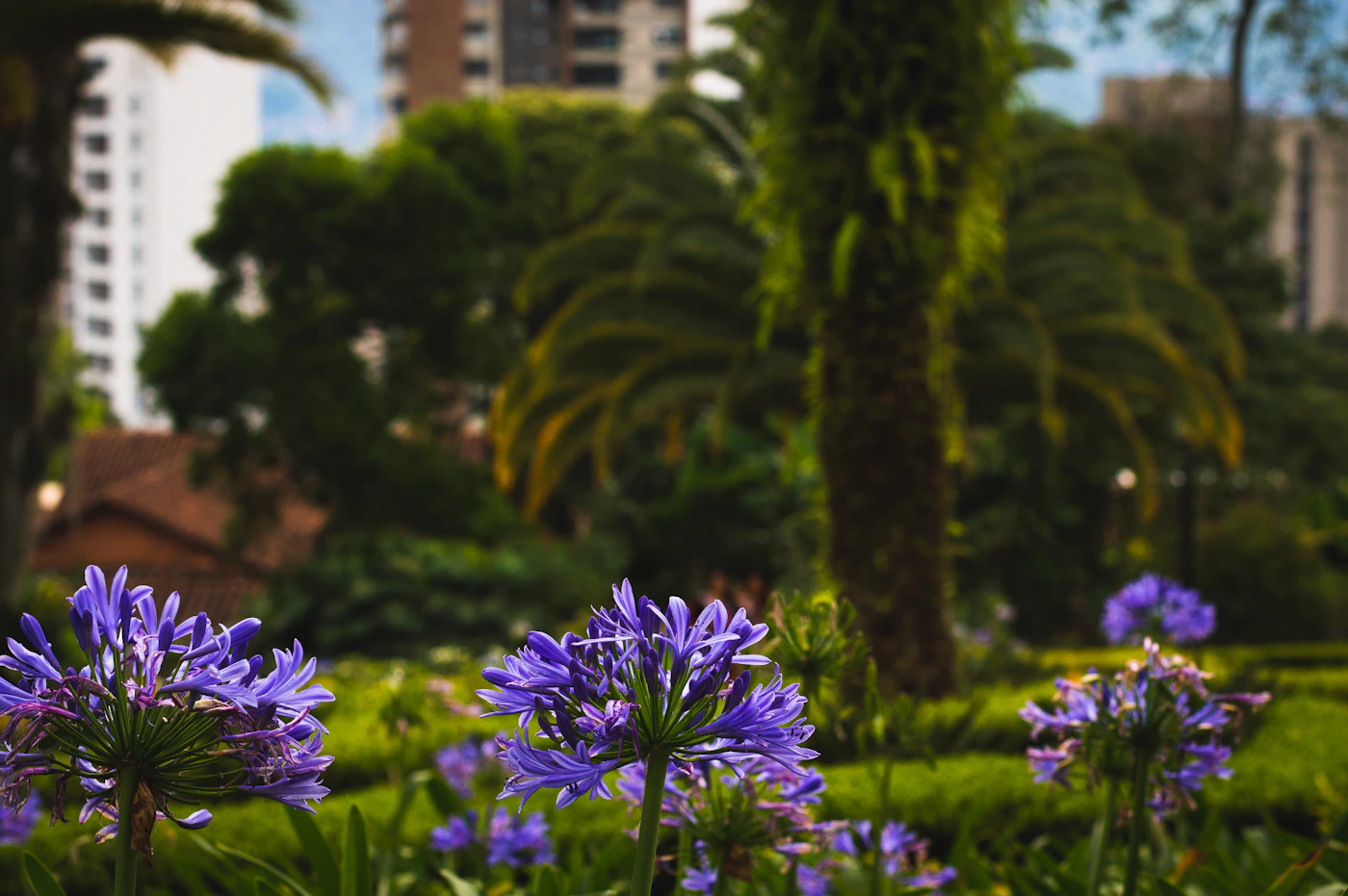Purple blue agapanthus flowers blooming in a green tropical garden in Medell&iacute;n Colombia with palm trees and city buildings visible in the background