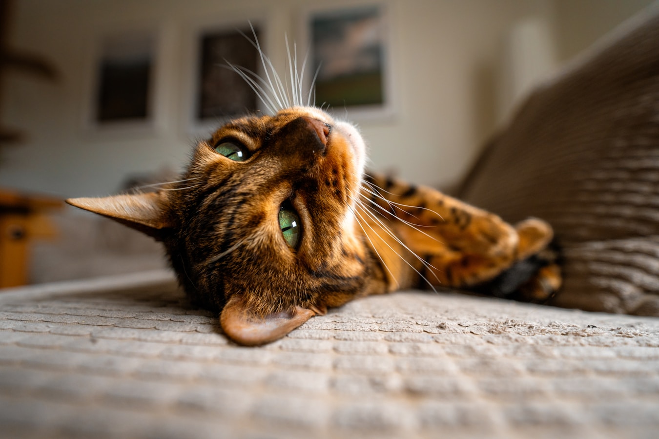 Bengal Cat