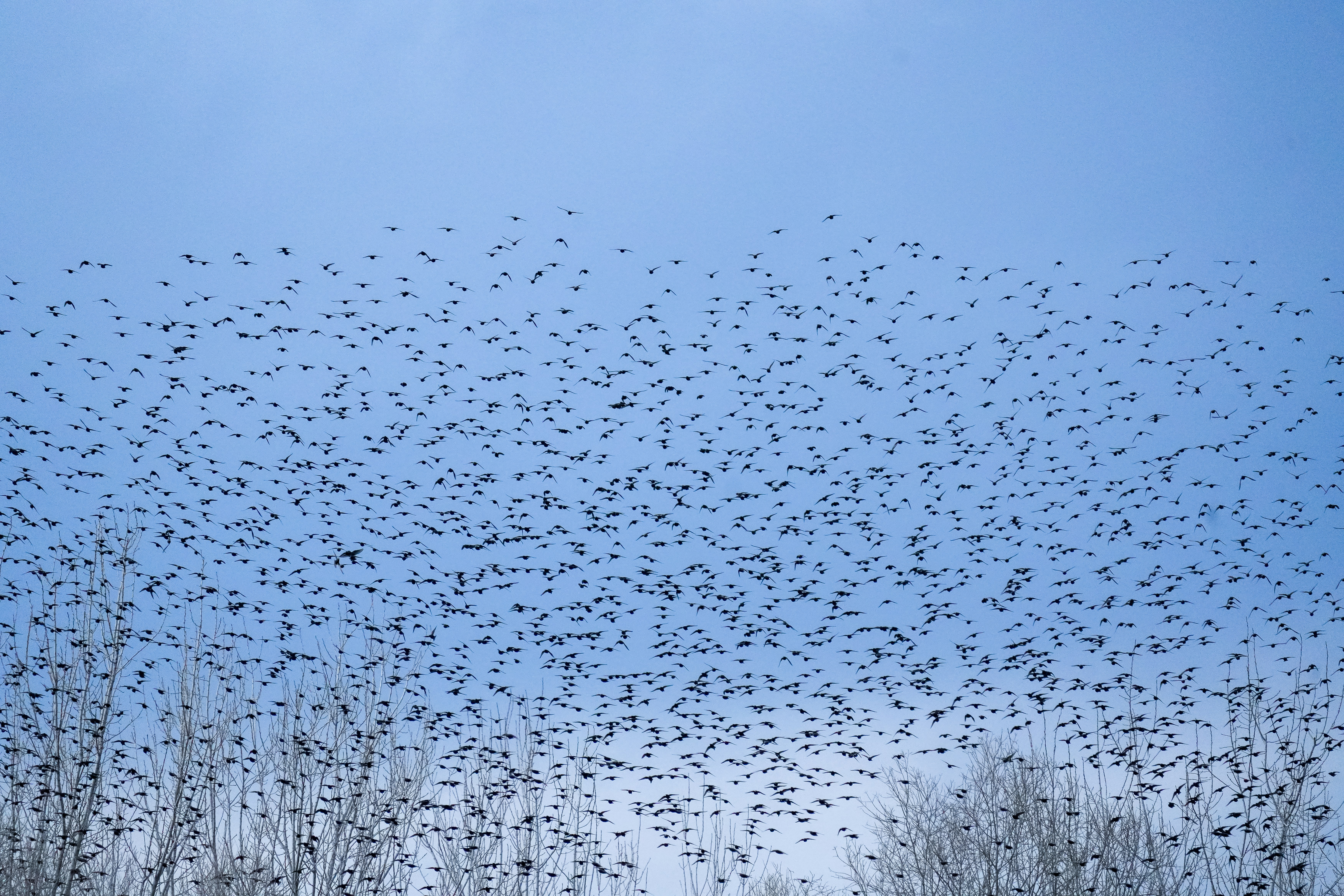 Drone swarms for greater awareness — Parrot ANAFI trials with French Army STAT