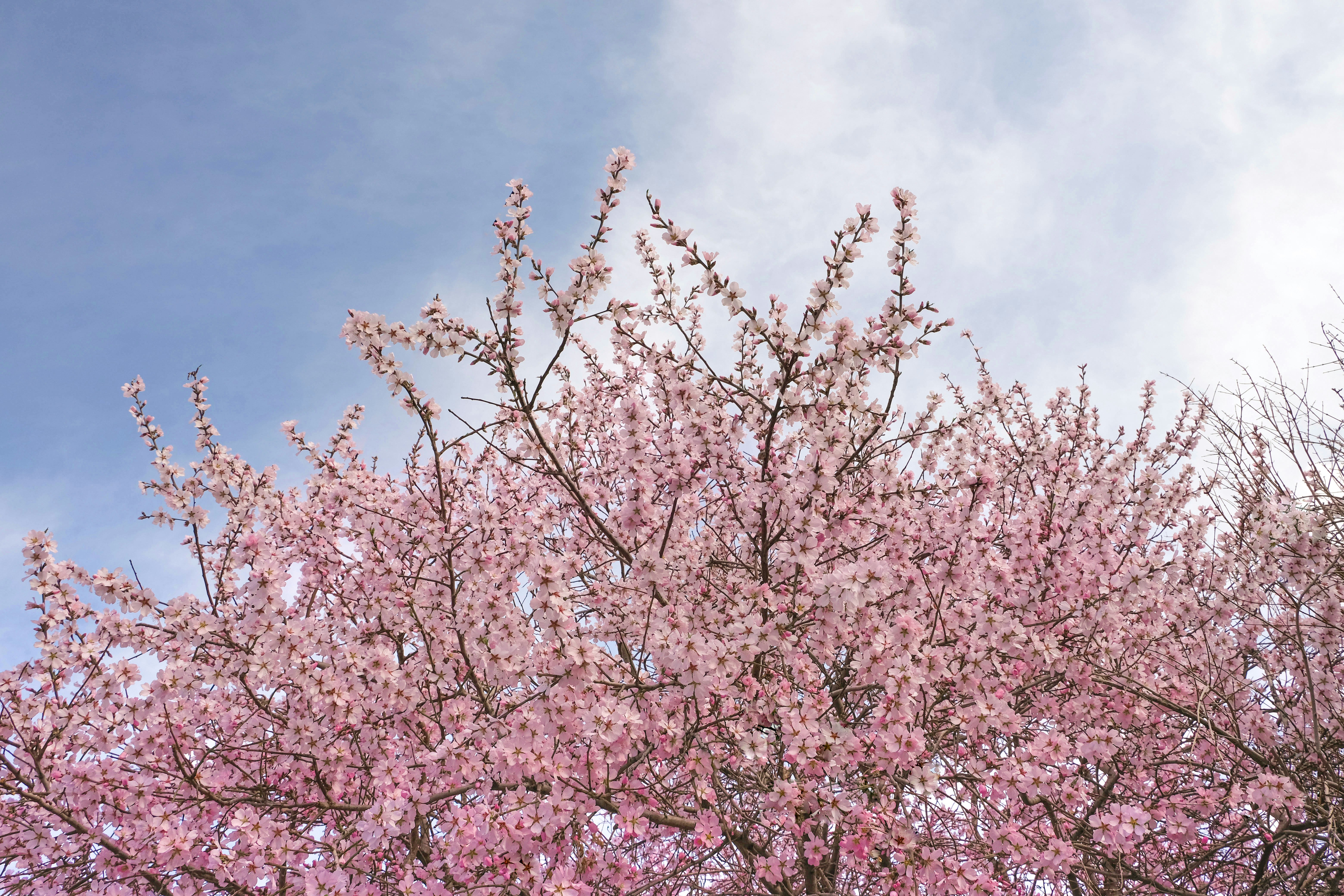 Pink cherry blossoms bloom against a cloudy sky.
