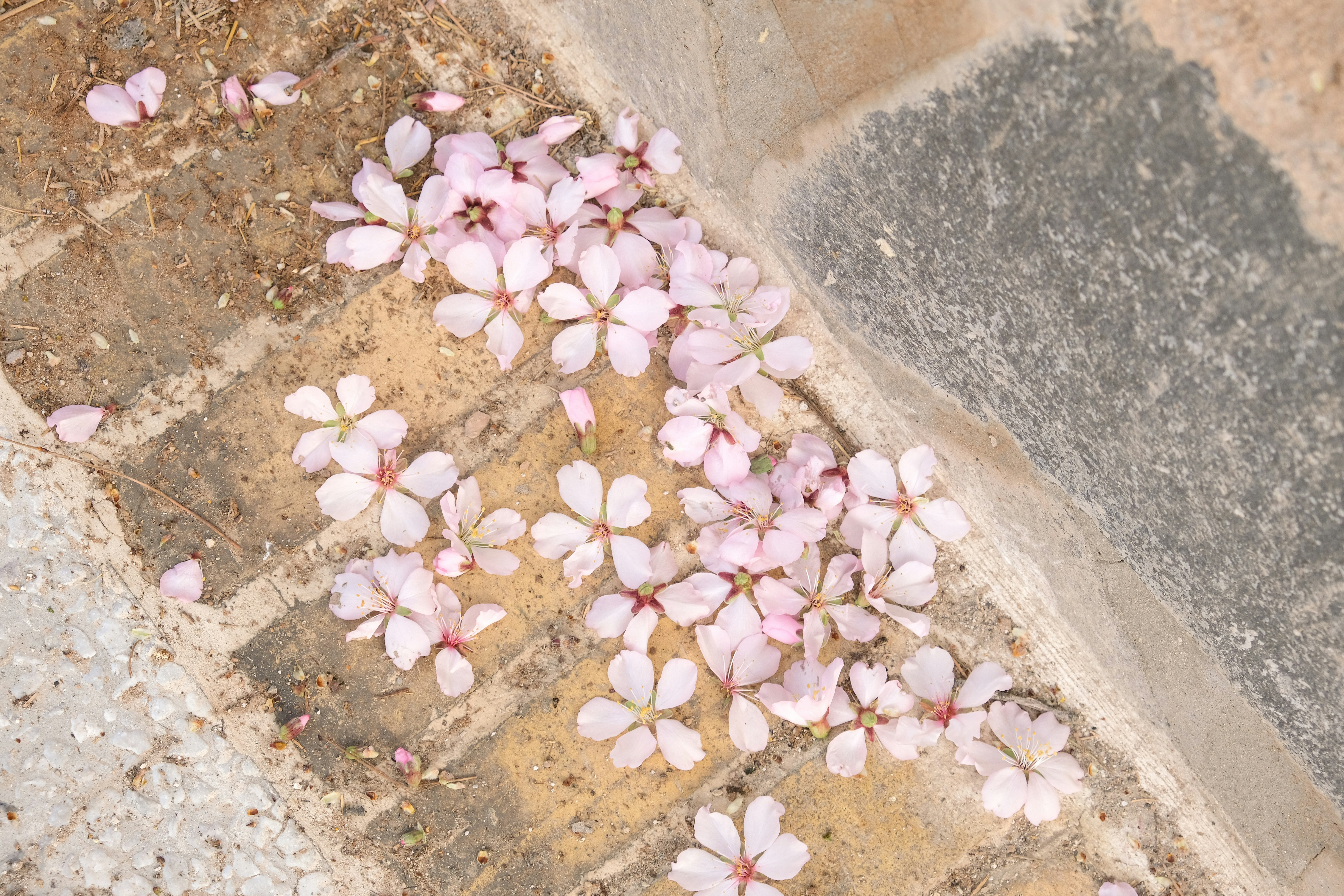 Fallen pink flowers lie on the pavement.