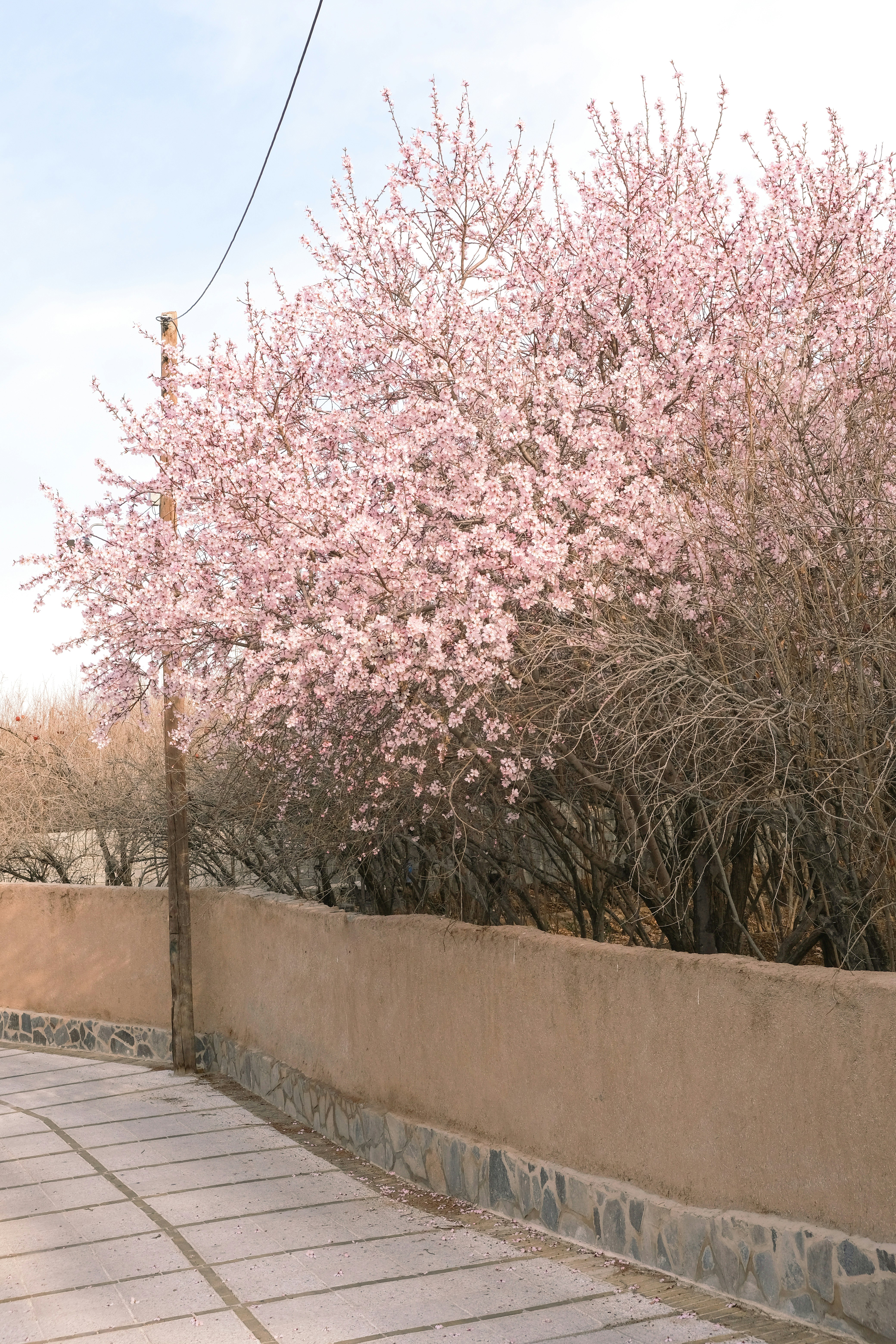 Blooming tree over a wall during springtime.