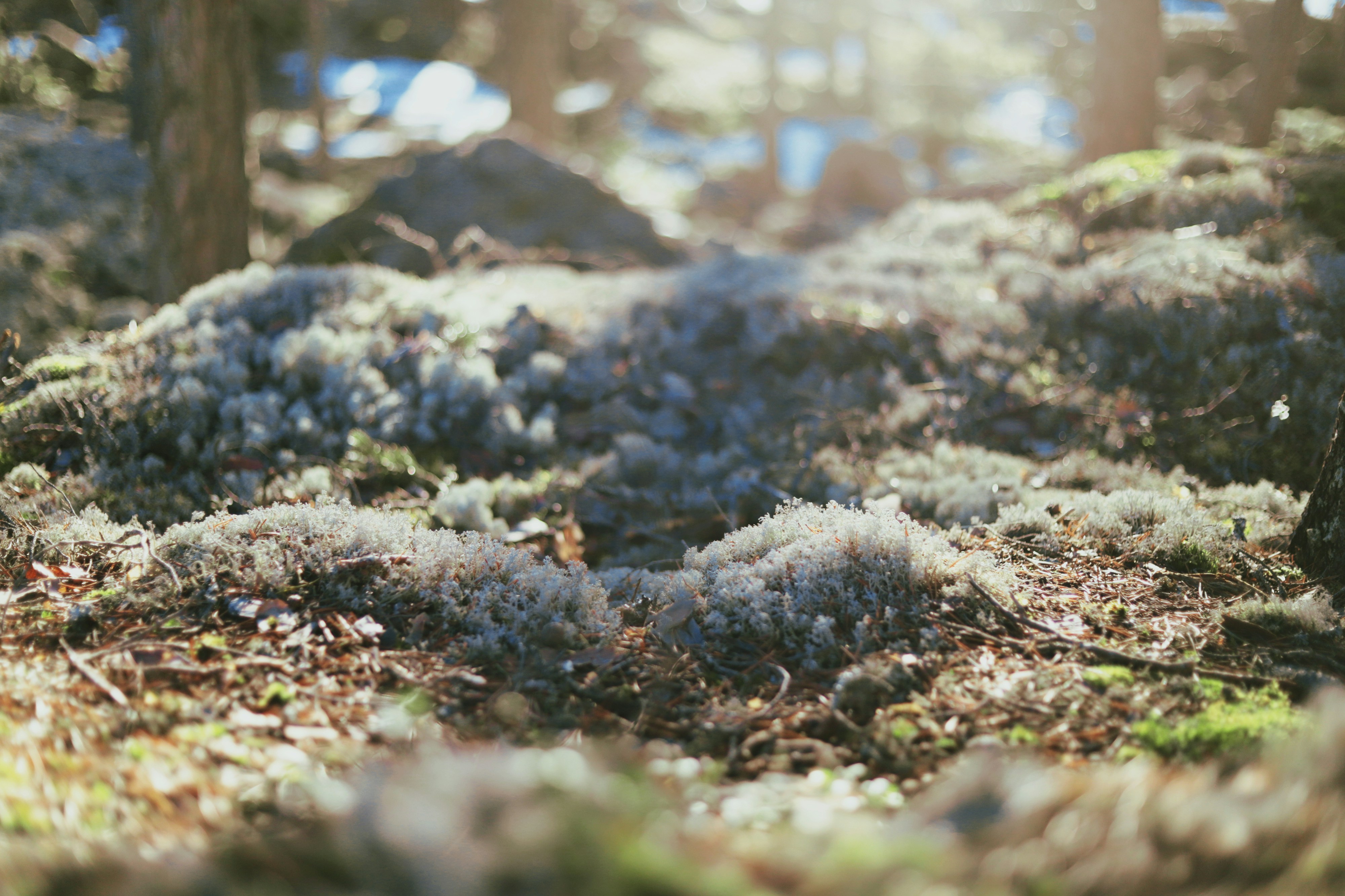 Détail de la nature finlandaise montrant un sol moussu et une forêt préservée