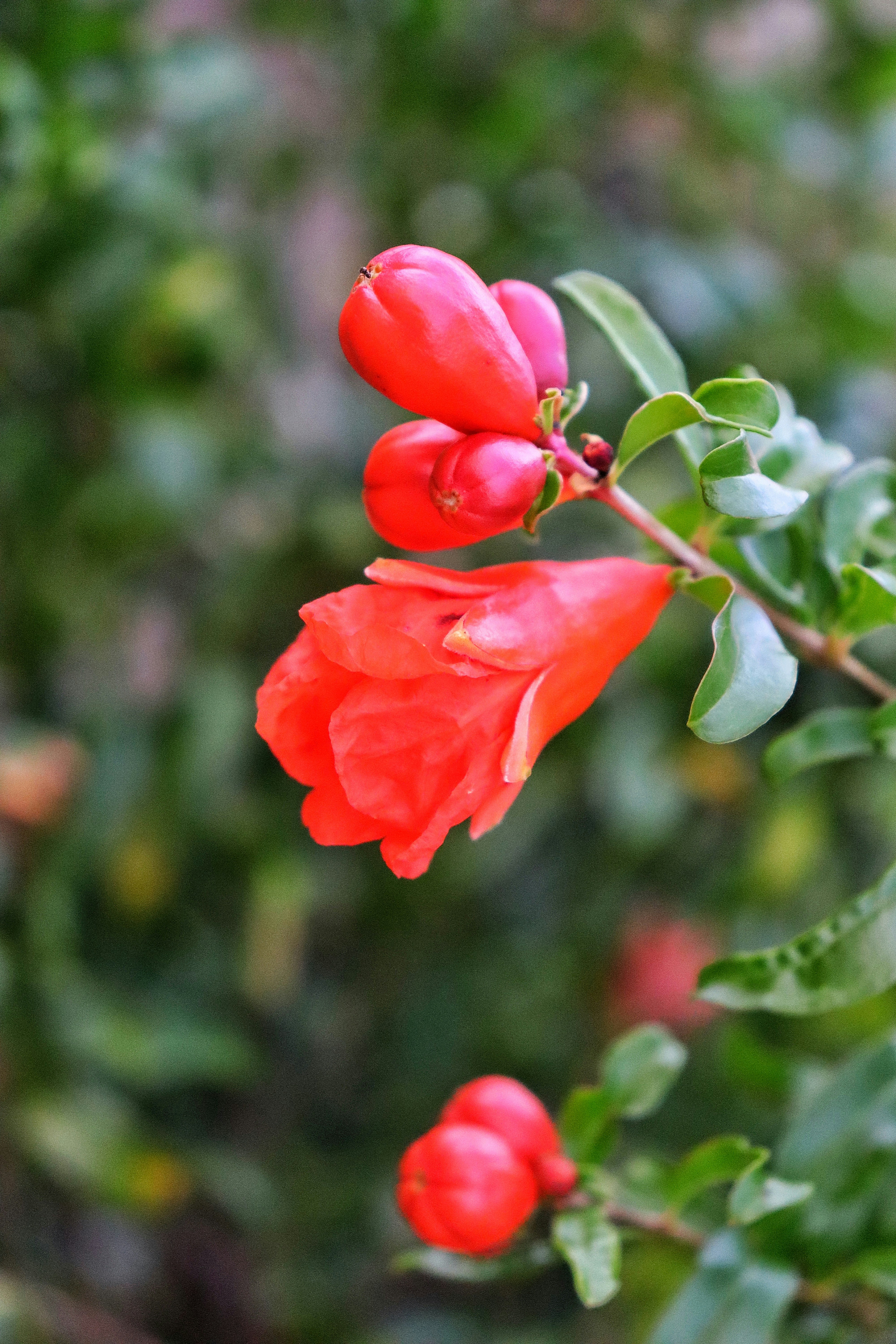 Photo by caio_delarolle