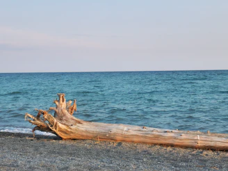 Driftwood rests on a beach with a vast ocean