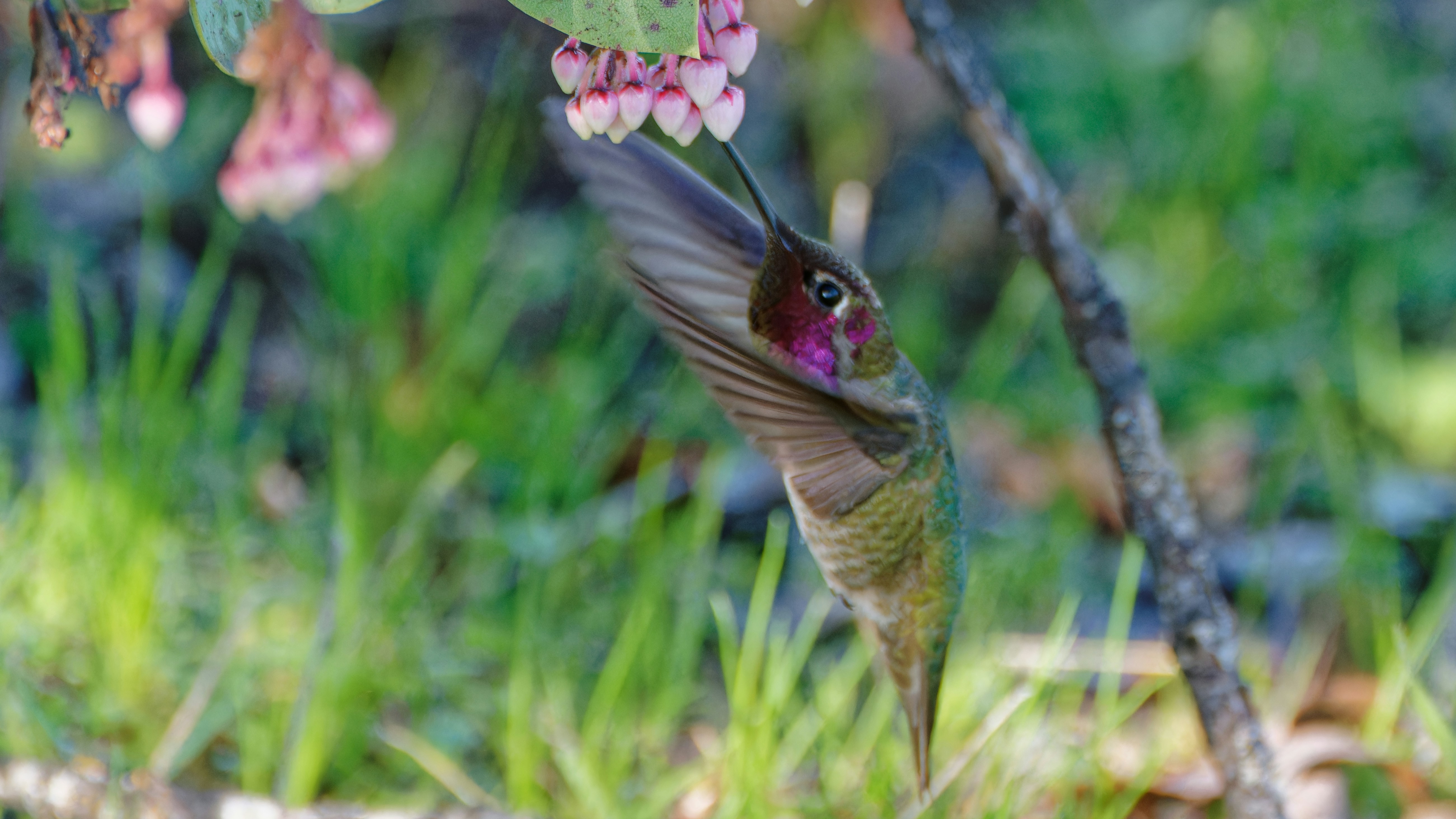 A hummingbird drinks nectar from a flower