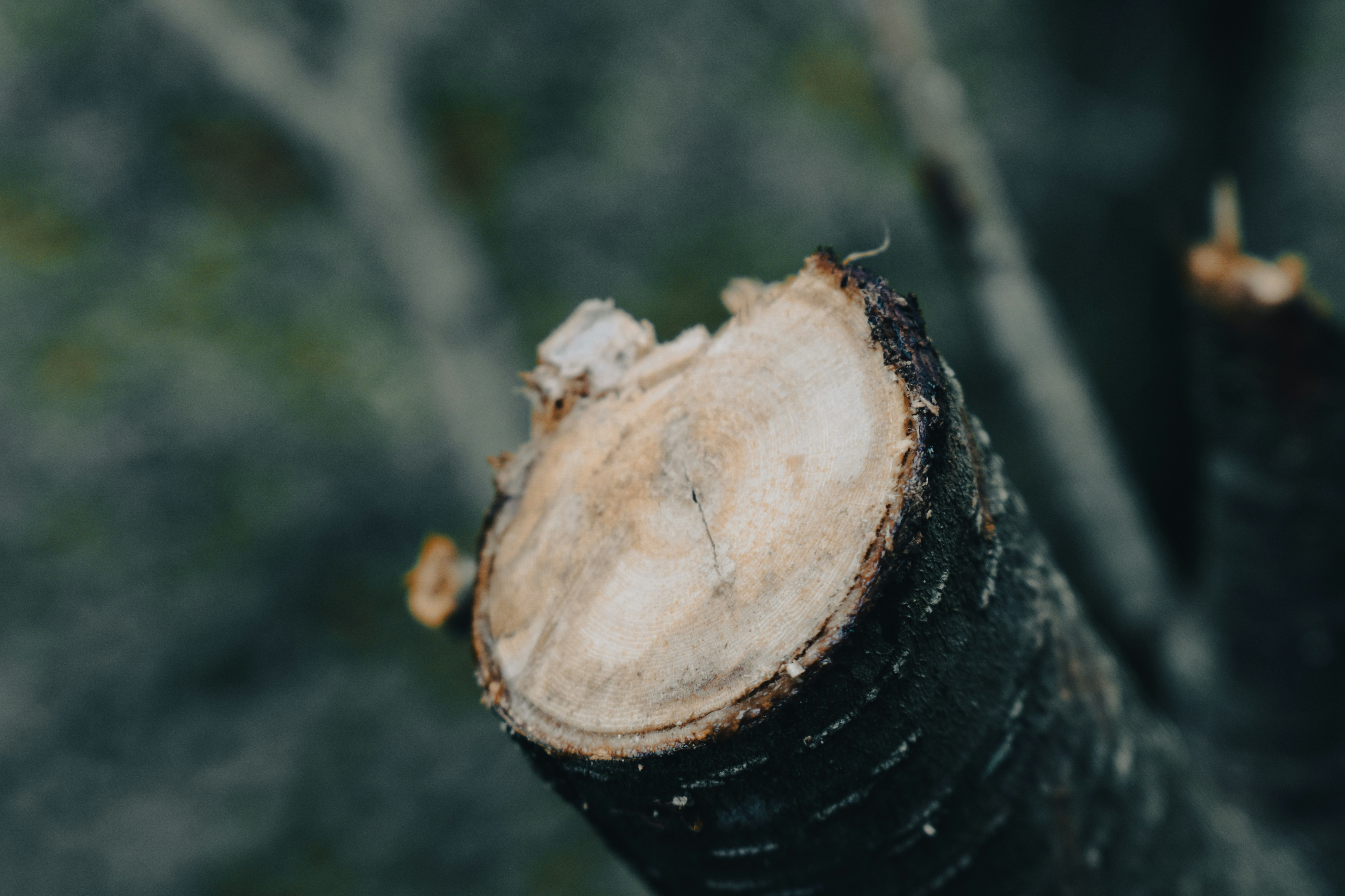 Understanding JavaScript’s Event Loop: Why the Logs Don’t Appear in the Order You Expect