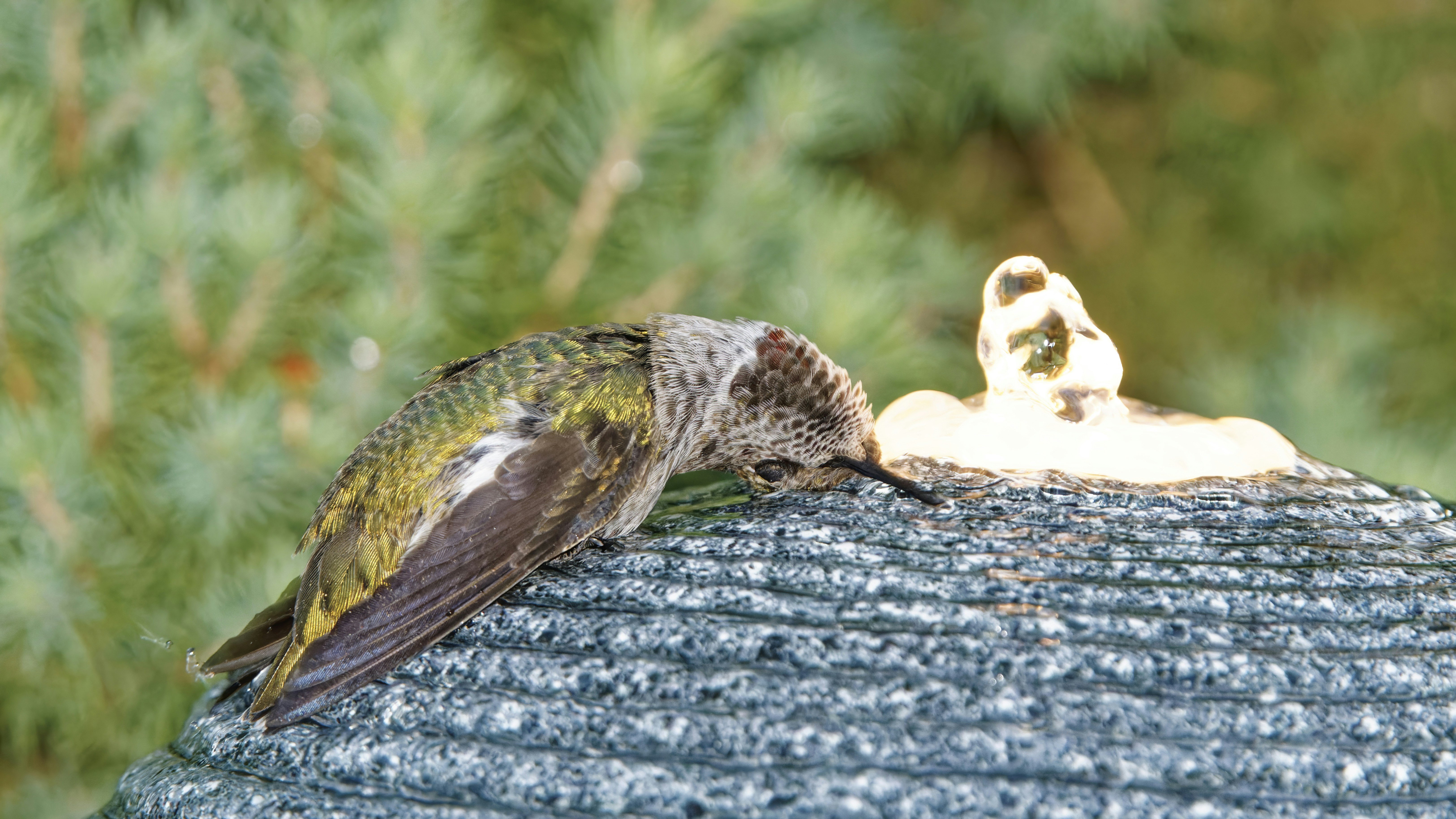 A hummingbird drinks nectar from a bird bath