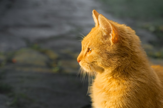 Рижав котарак със златиста козина, който спокойно гледа в далечината, тих и замислен.