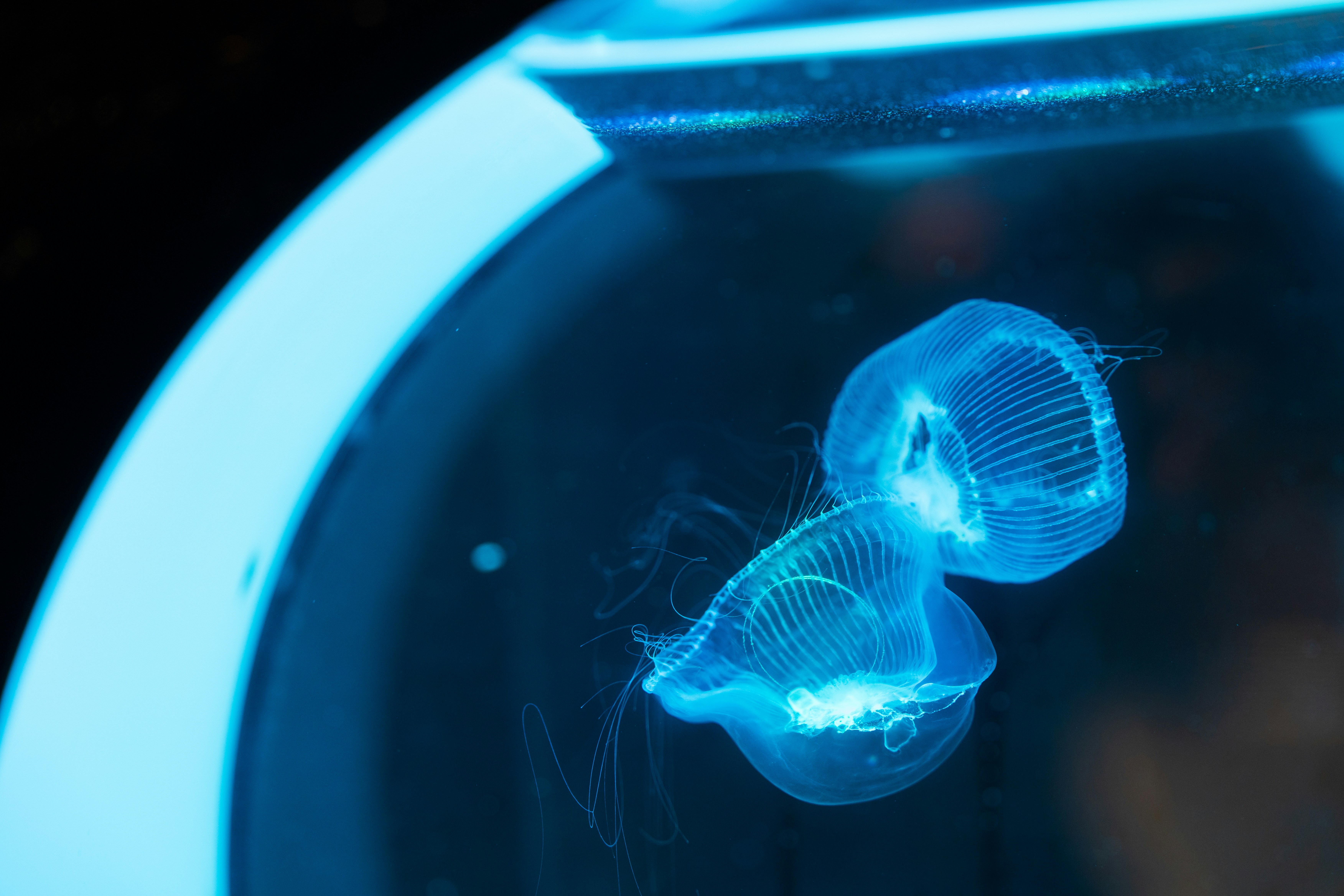 Two glowing jellyfish swim in a circular tank.