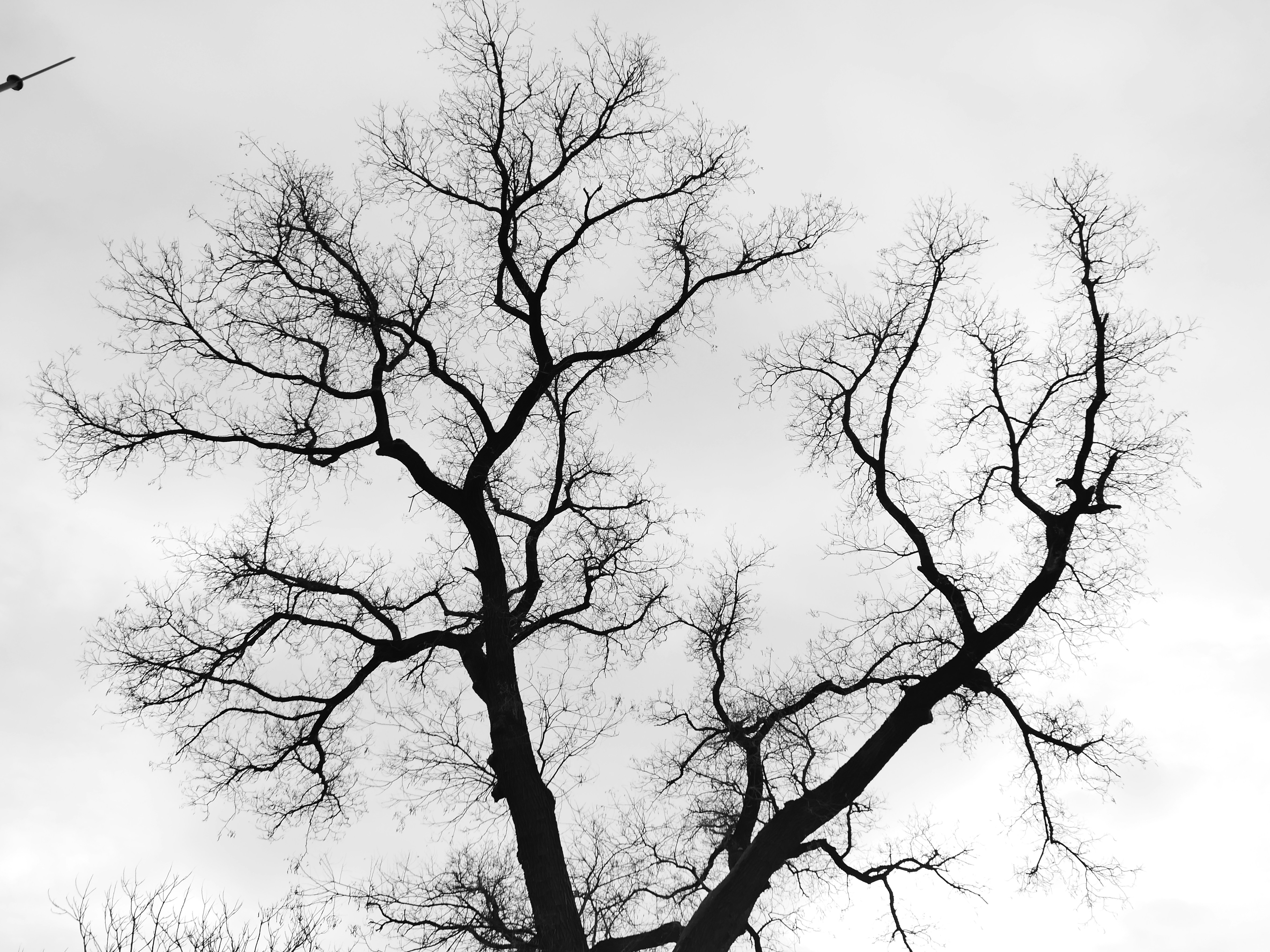 Photo by tree_by_spring