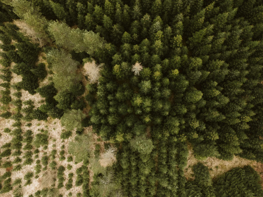 Forested foothills from above