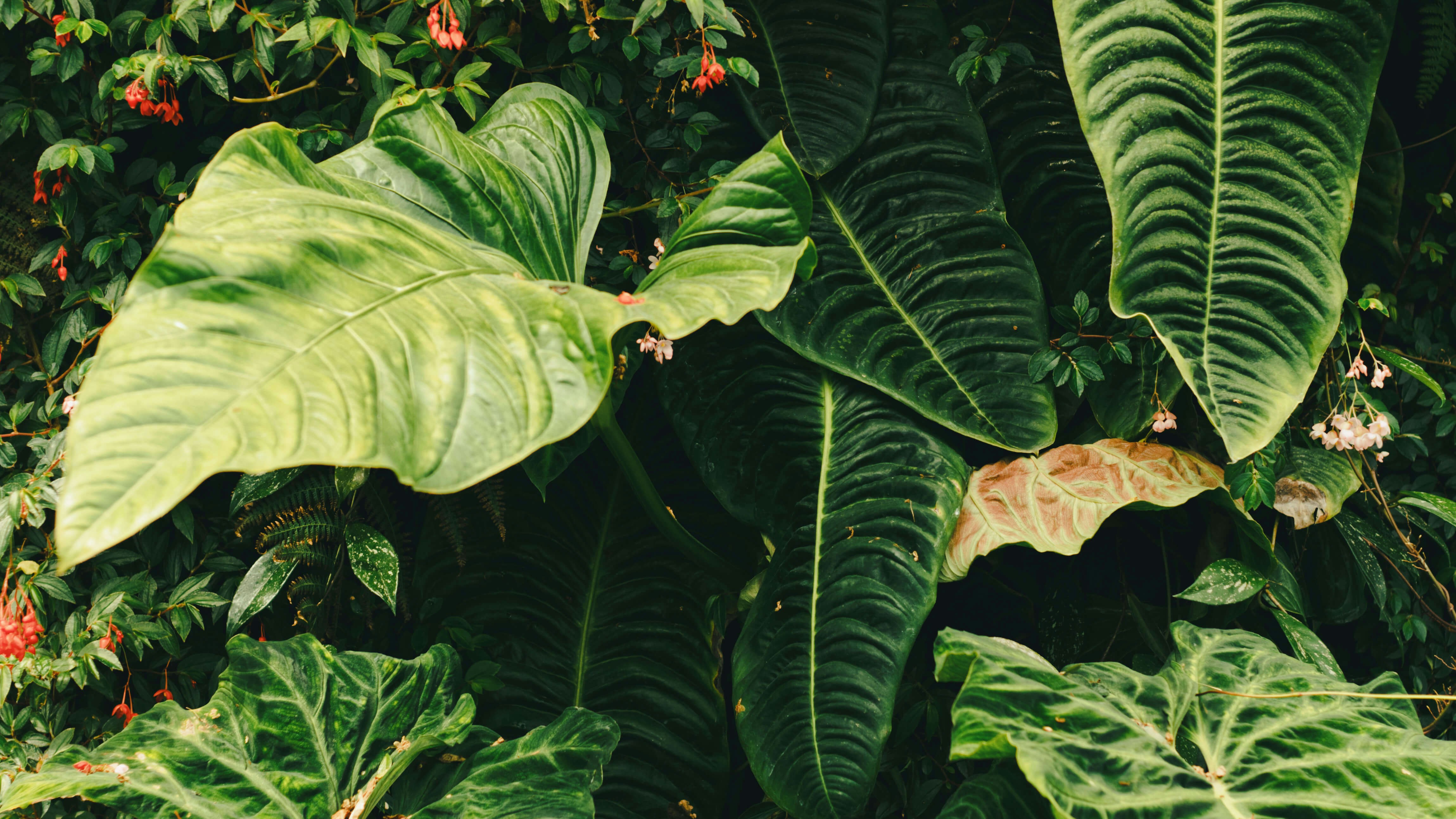 Large tropical leaves fill the frame.
