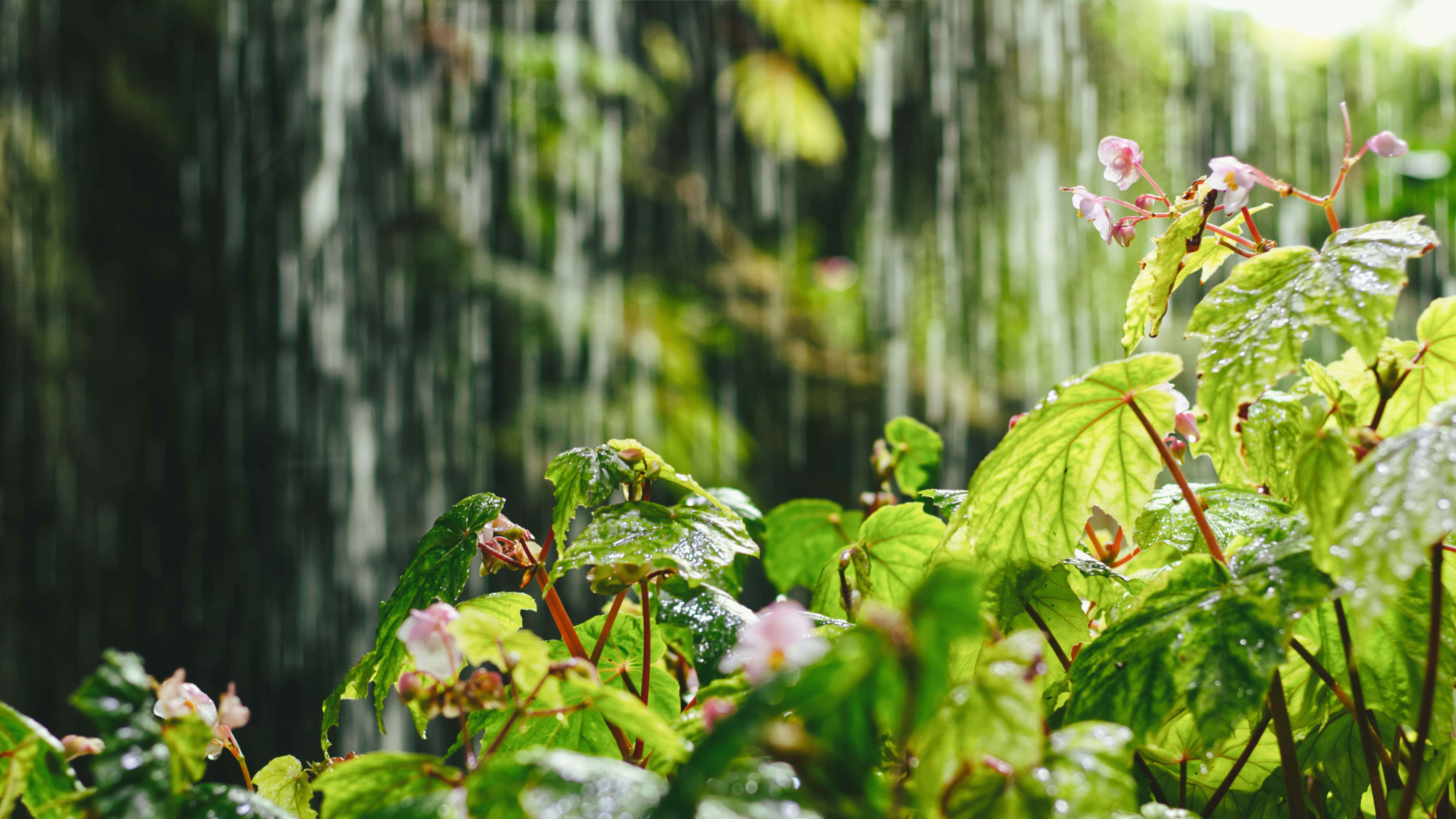 Rainfall nourishes vibrant green plants and flowers.
