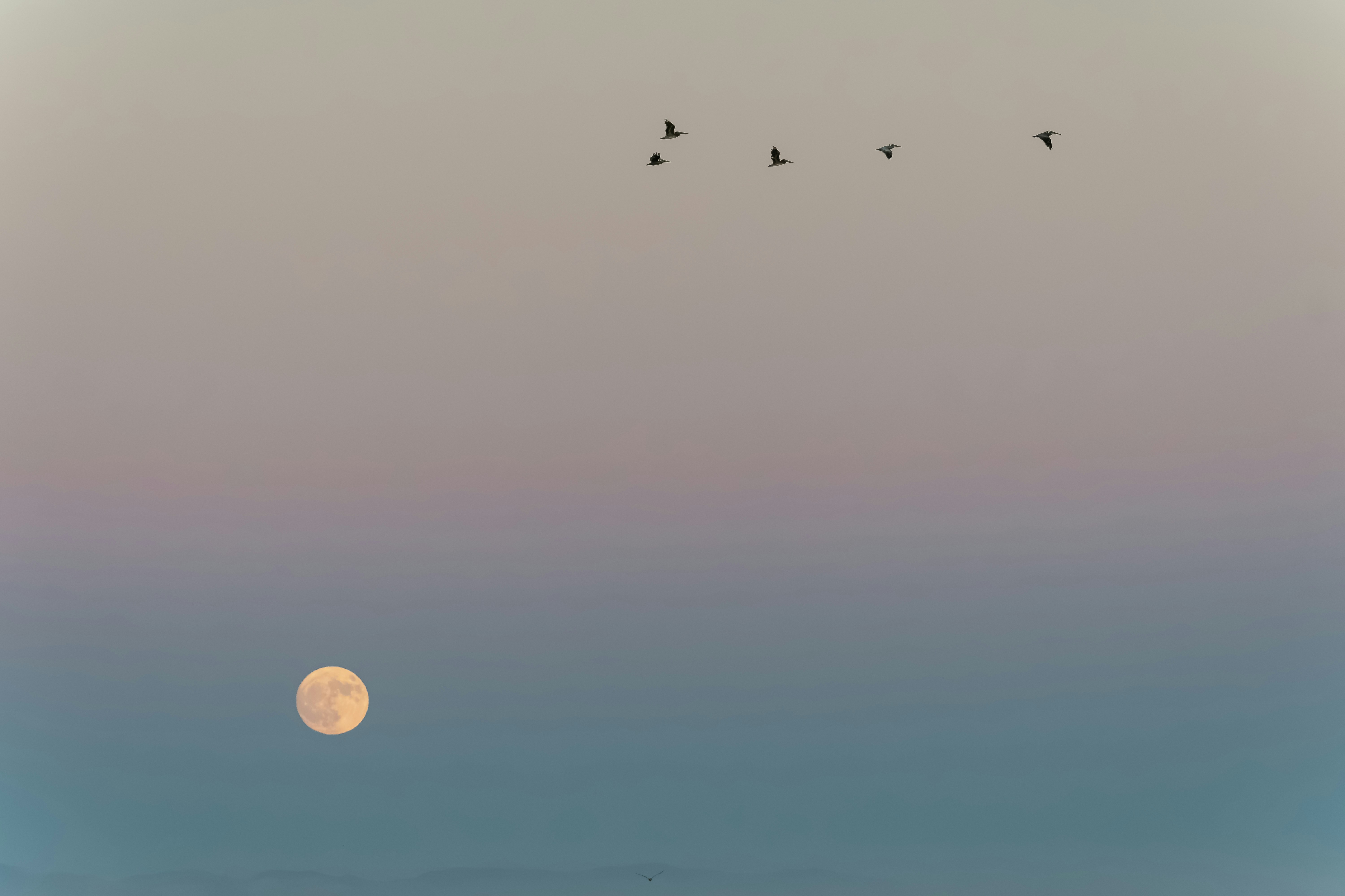 色とりどりの空に鳥が月を飛び越えます。