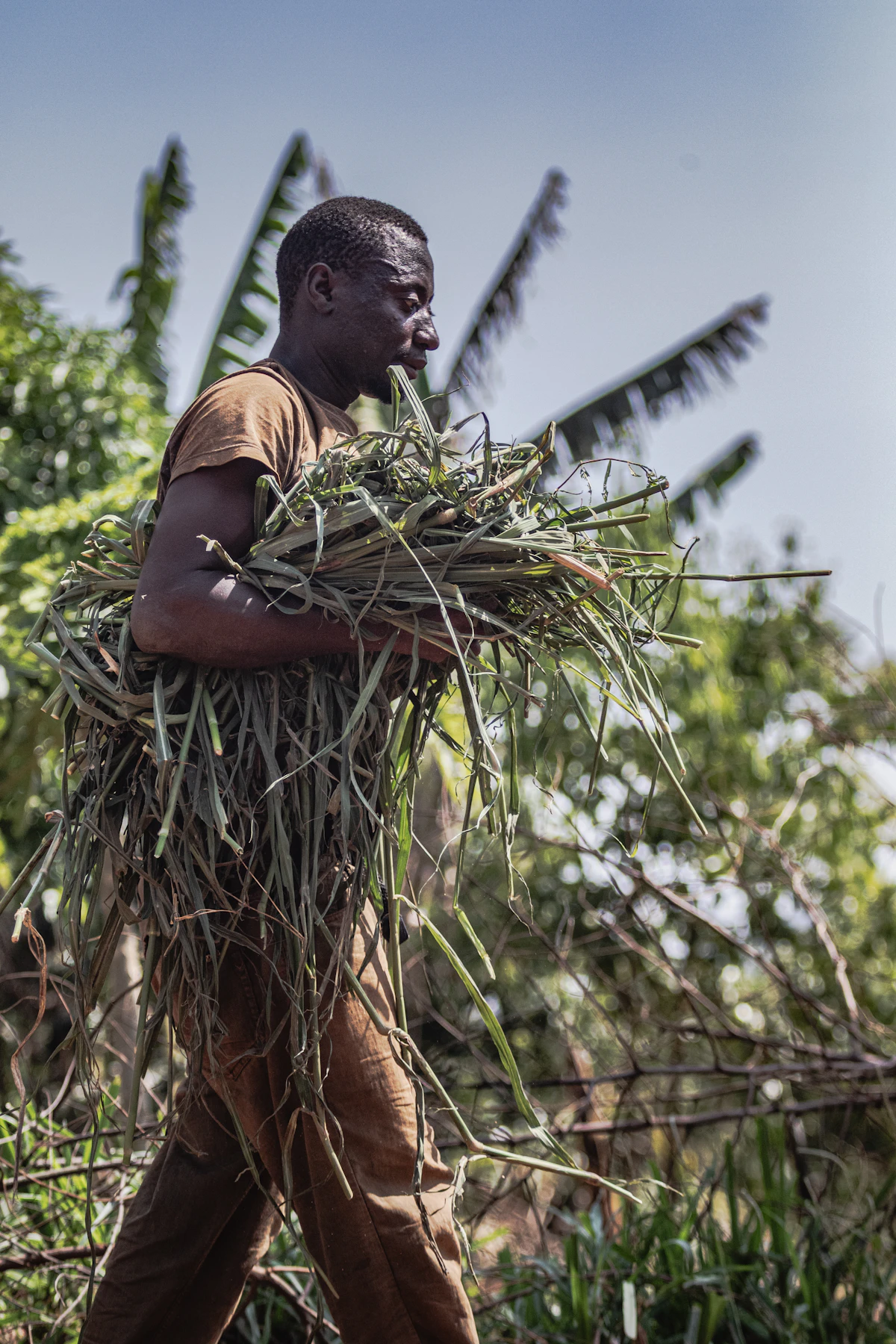 Agricultural produce being packed for market