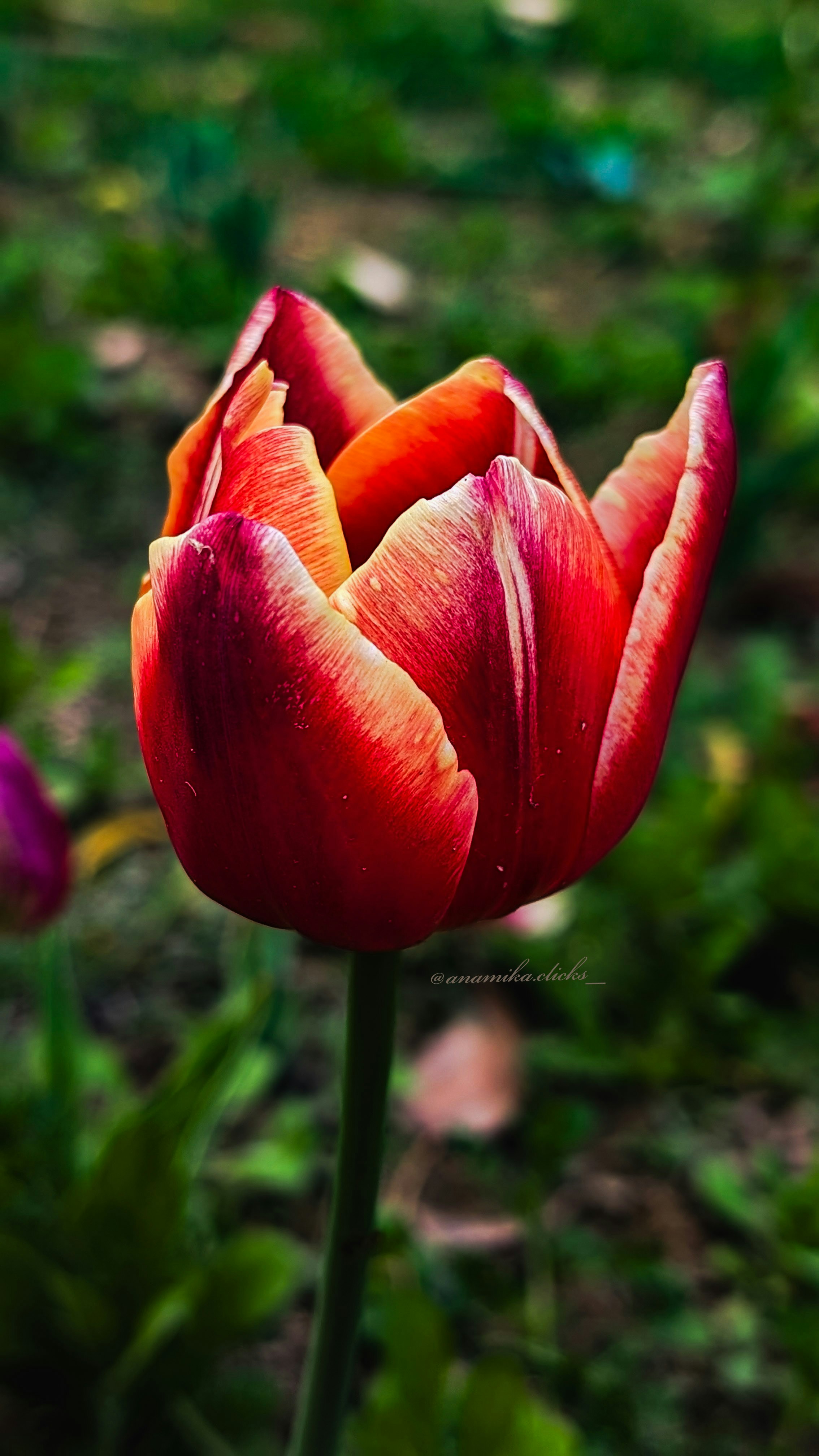 Photo by anamikaclicks_