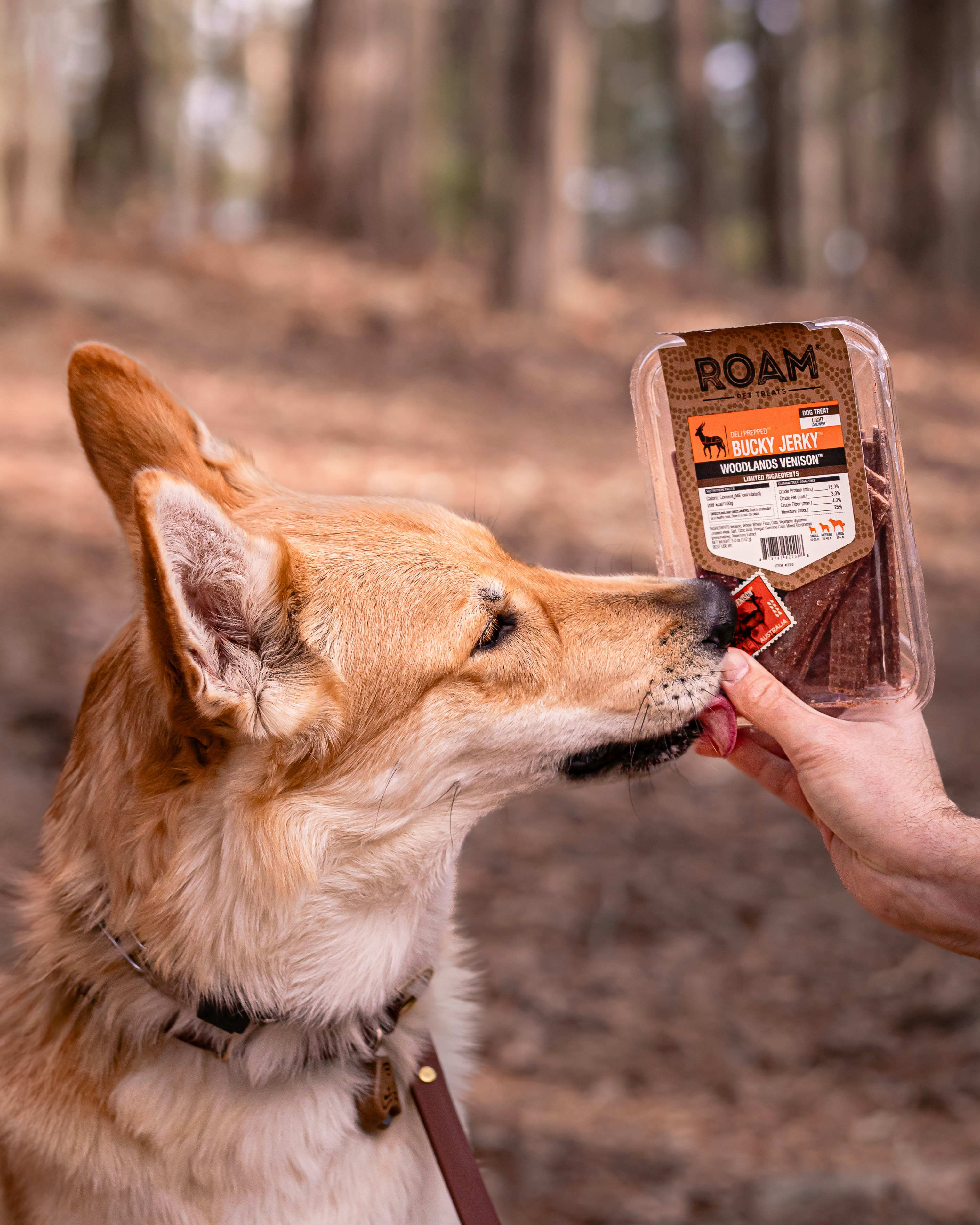 Dog licking a treat in the woods.