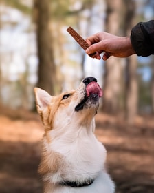 Dog awaits treat with anticipation and a lick.