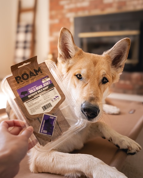 Dog Food Subscription Boxes UK 2026: Tailored vs Tails vs Butternut Box