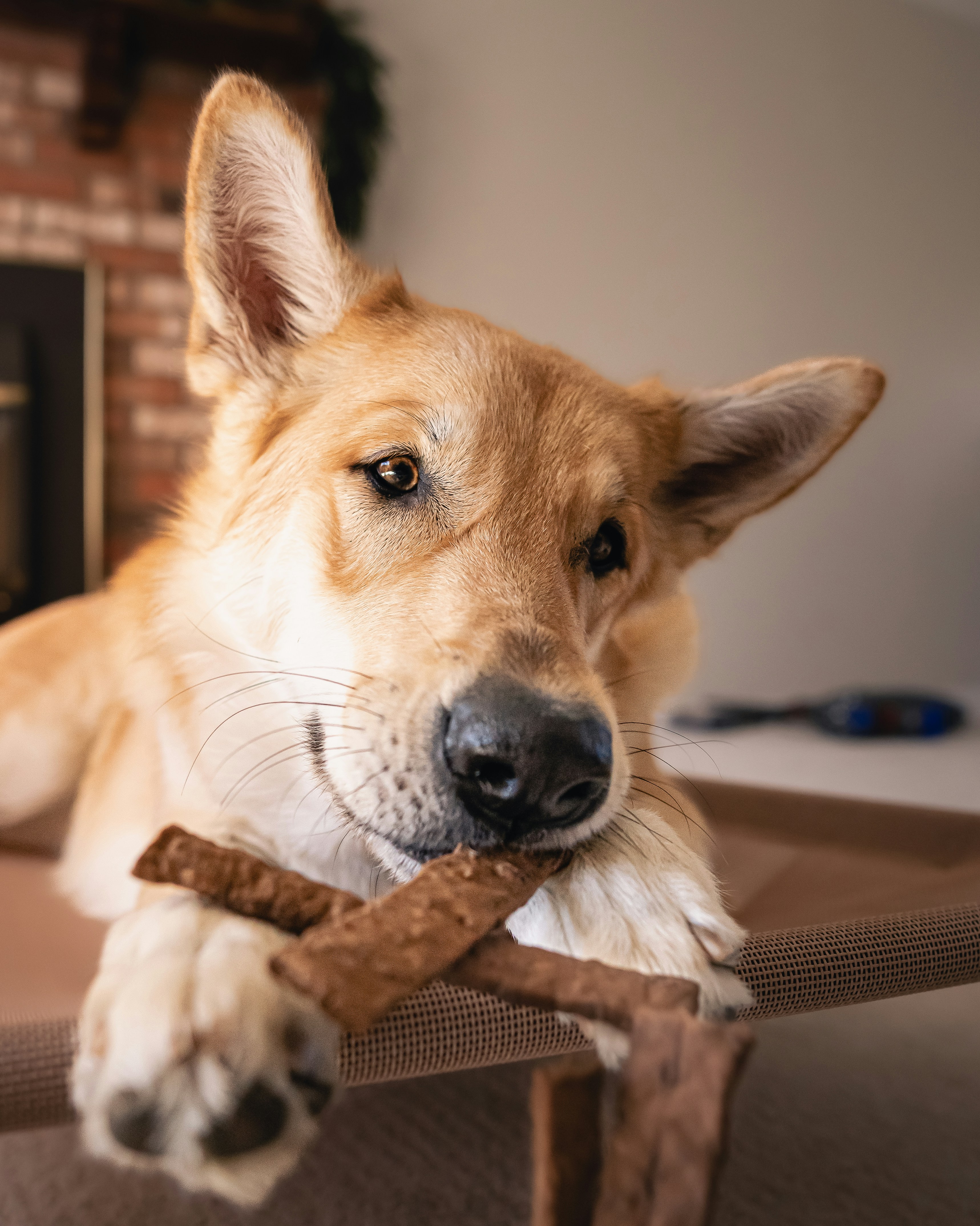 Dog enjoys a tasty treat while relaxing.