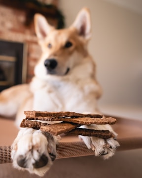 Dog balances treats on its paws.