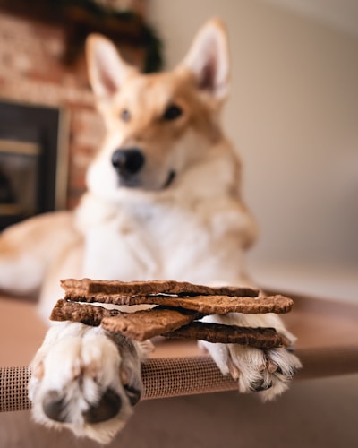 A dog resting with treats balanced on its paws, demonstrating the impulse control taught in the leave it command