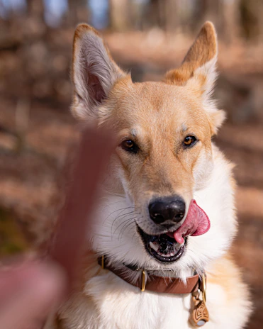 Un perro feliz se lame los labios en el bosque.