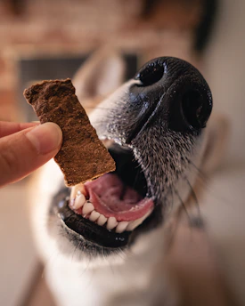 Pfoten.Fit. Hundephysiotherapie und Ernährungsberatung für Hunde in Bispingen im Heidekreis