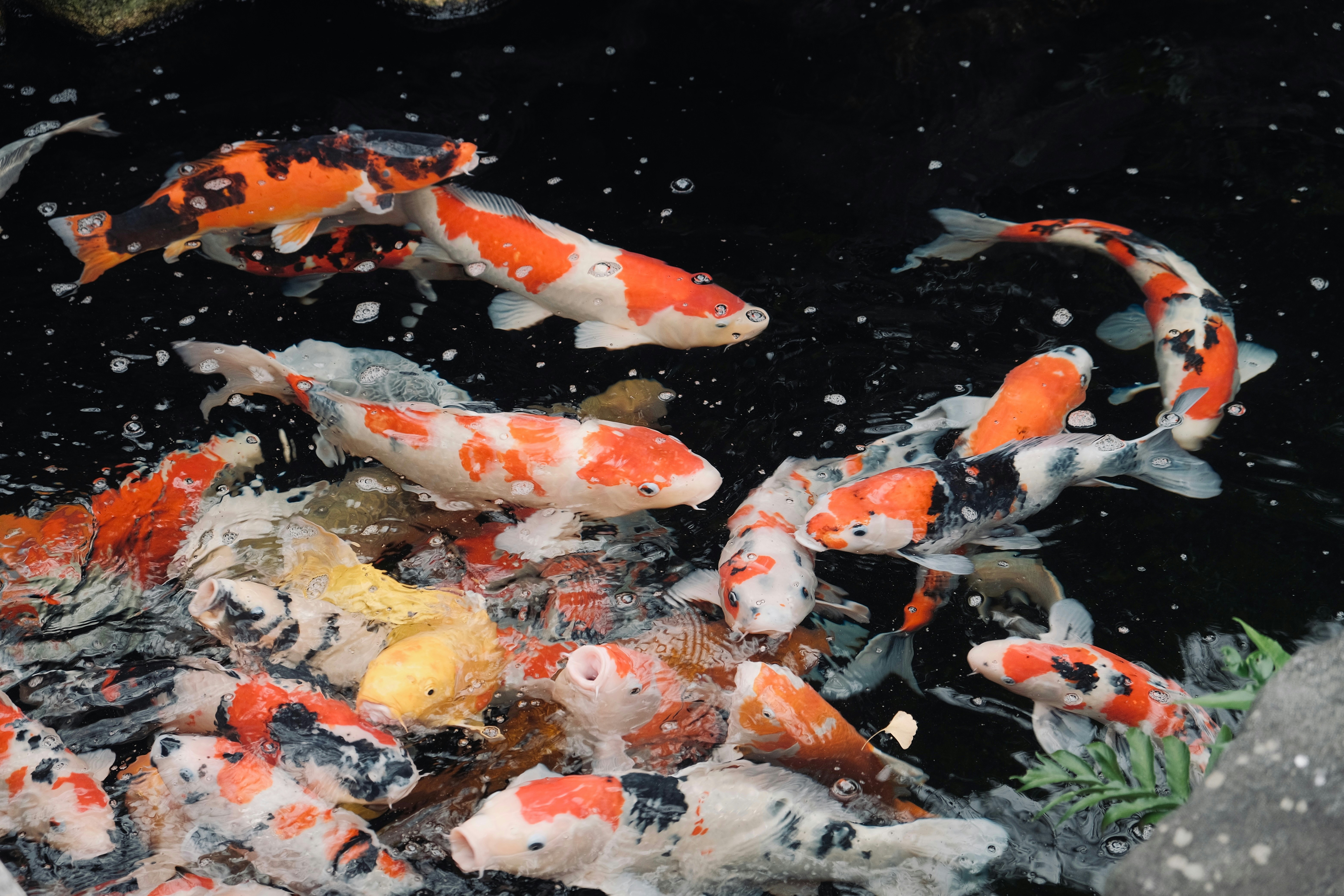 Photo by nicsandman20