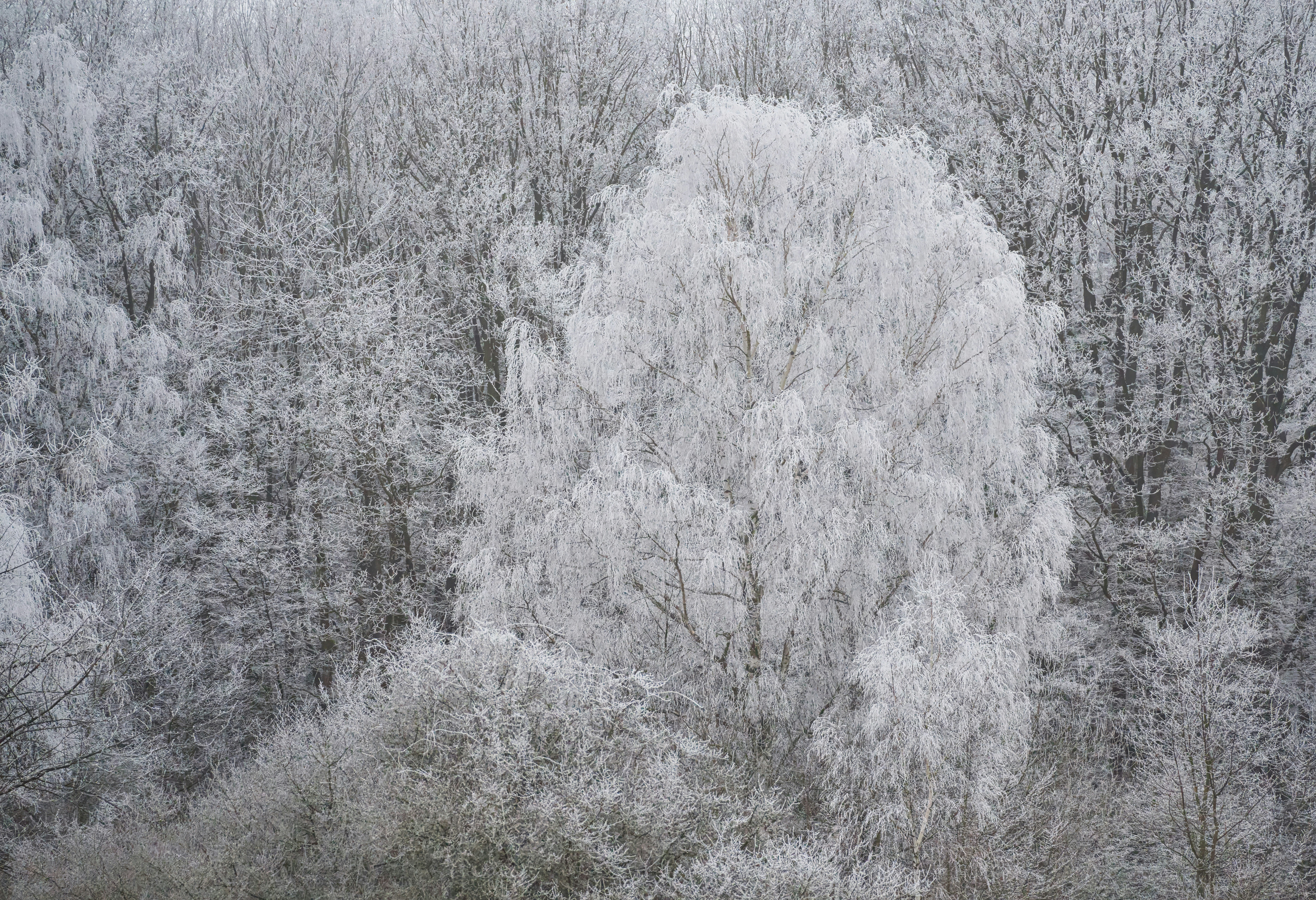 Frost covers the trees in a wintry landscape.