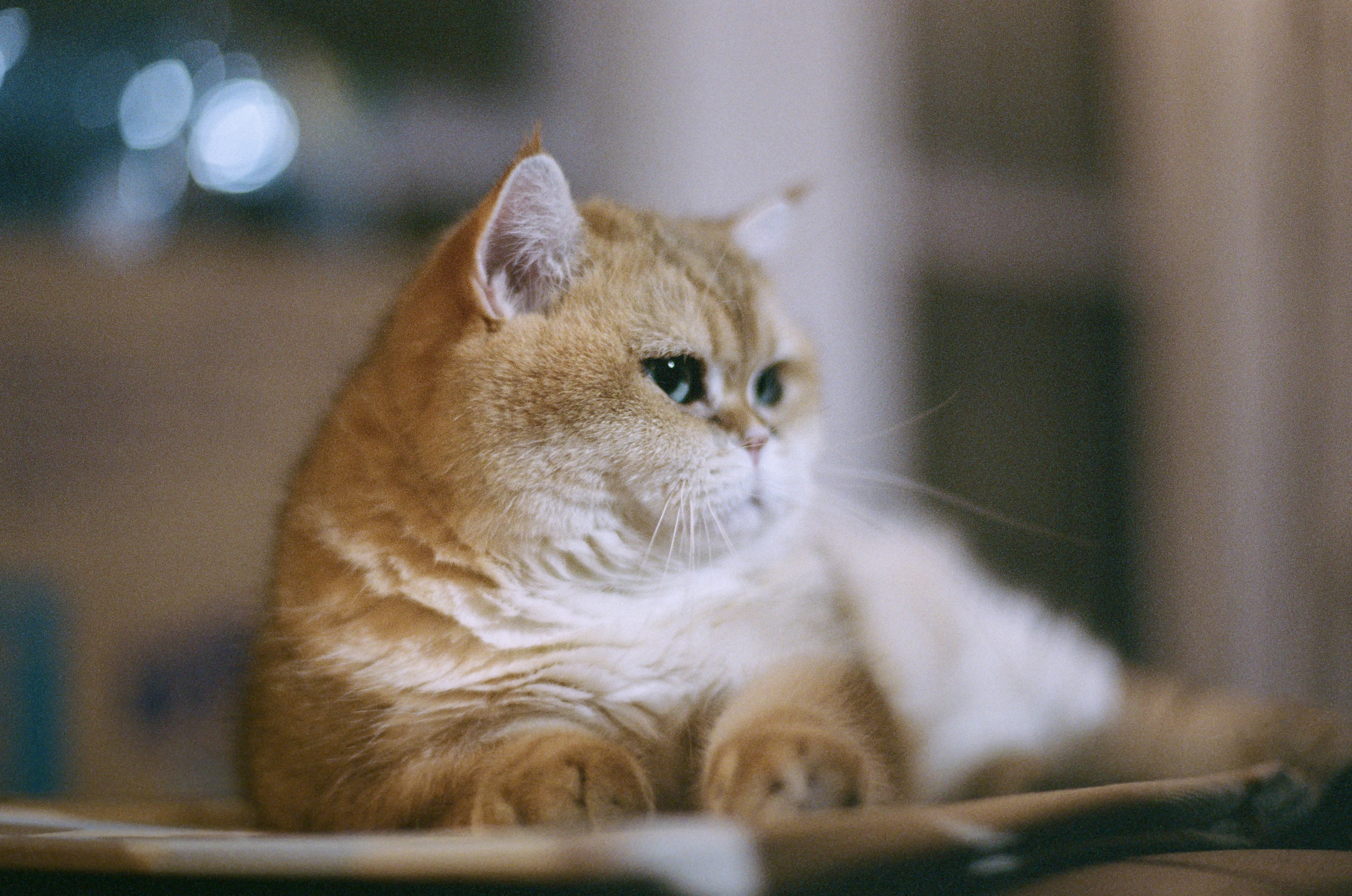 Photo by zhenyao_photo