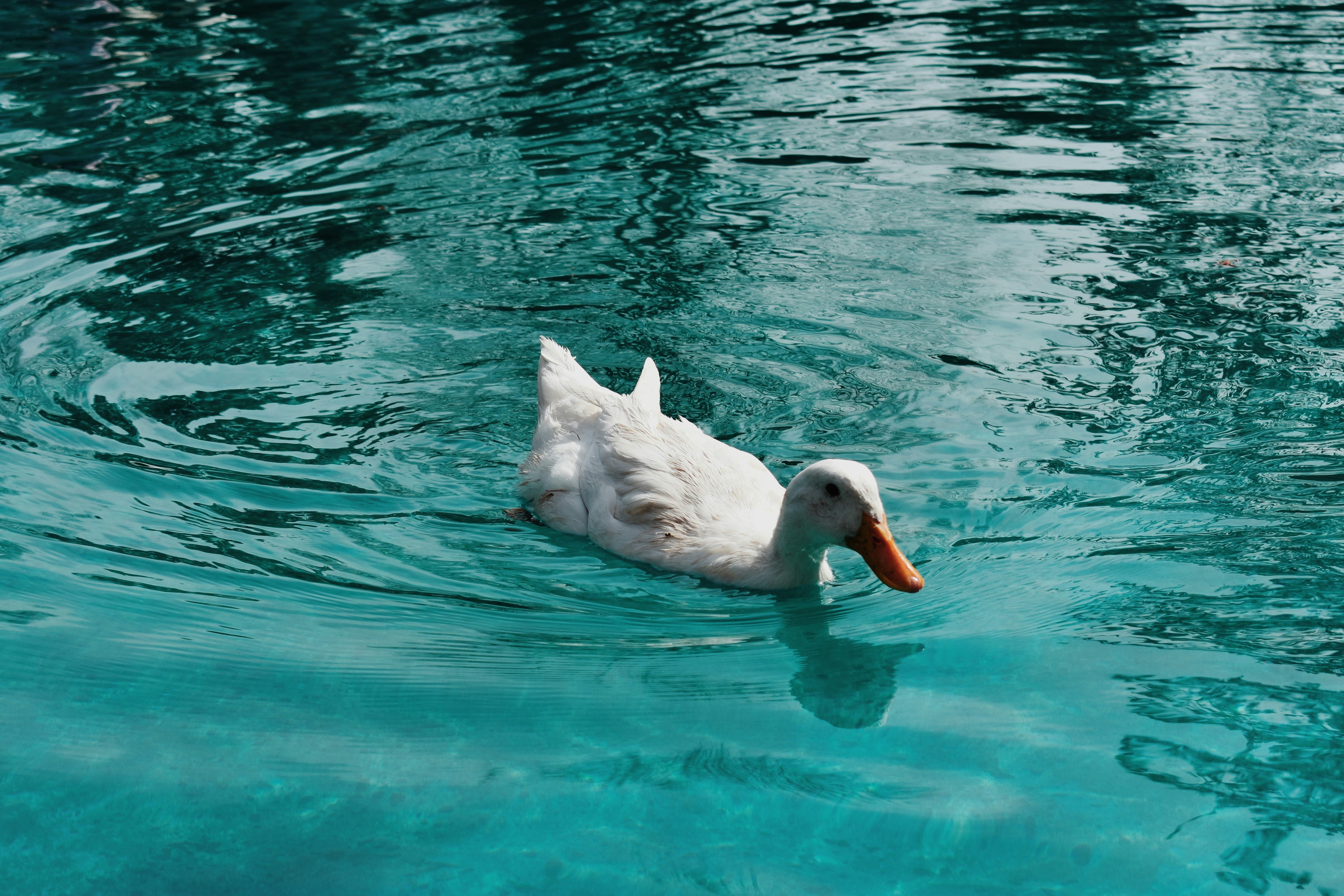 Photo by nisacokokumus