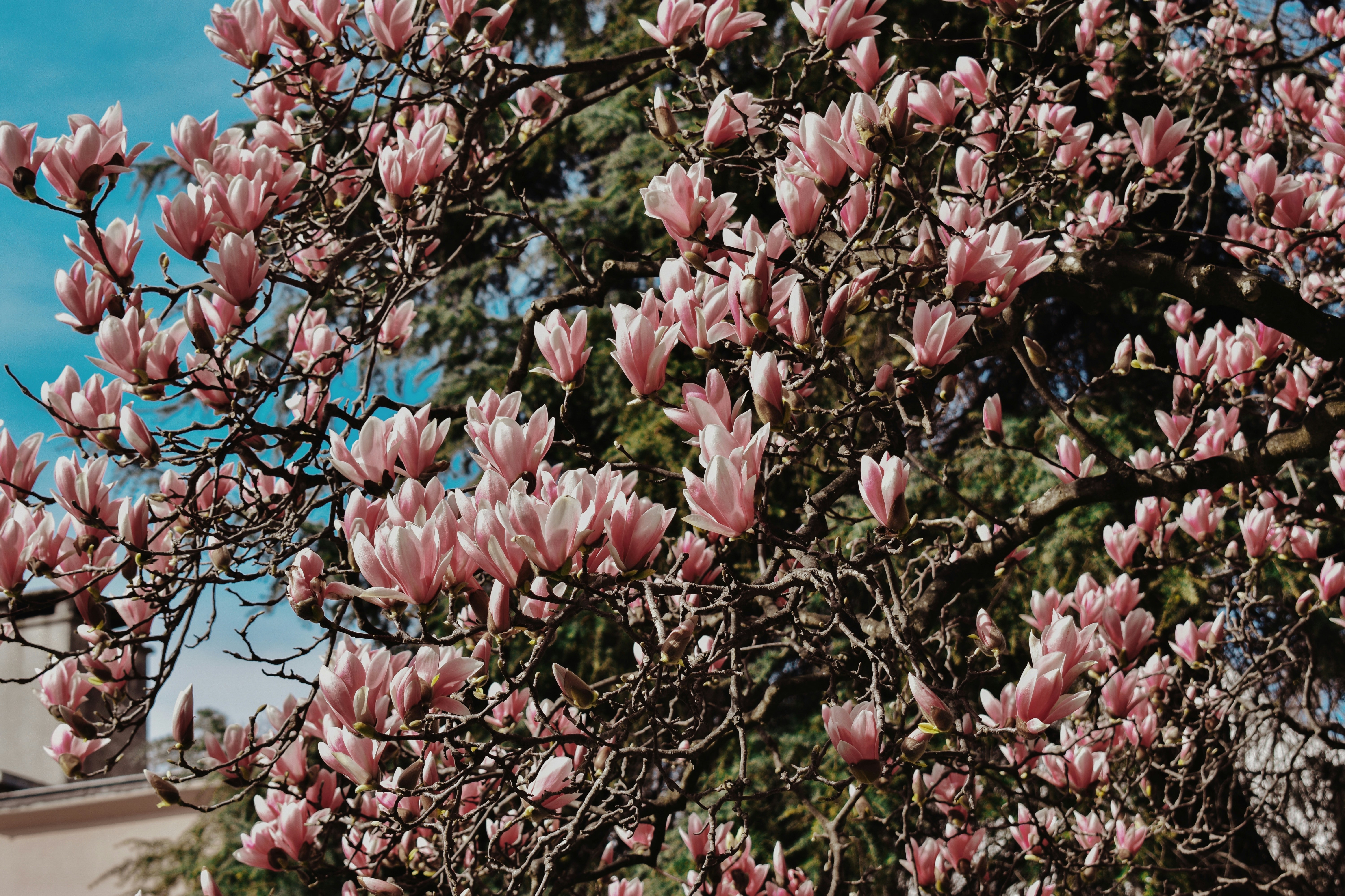 Photo by nisacokokumus