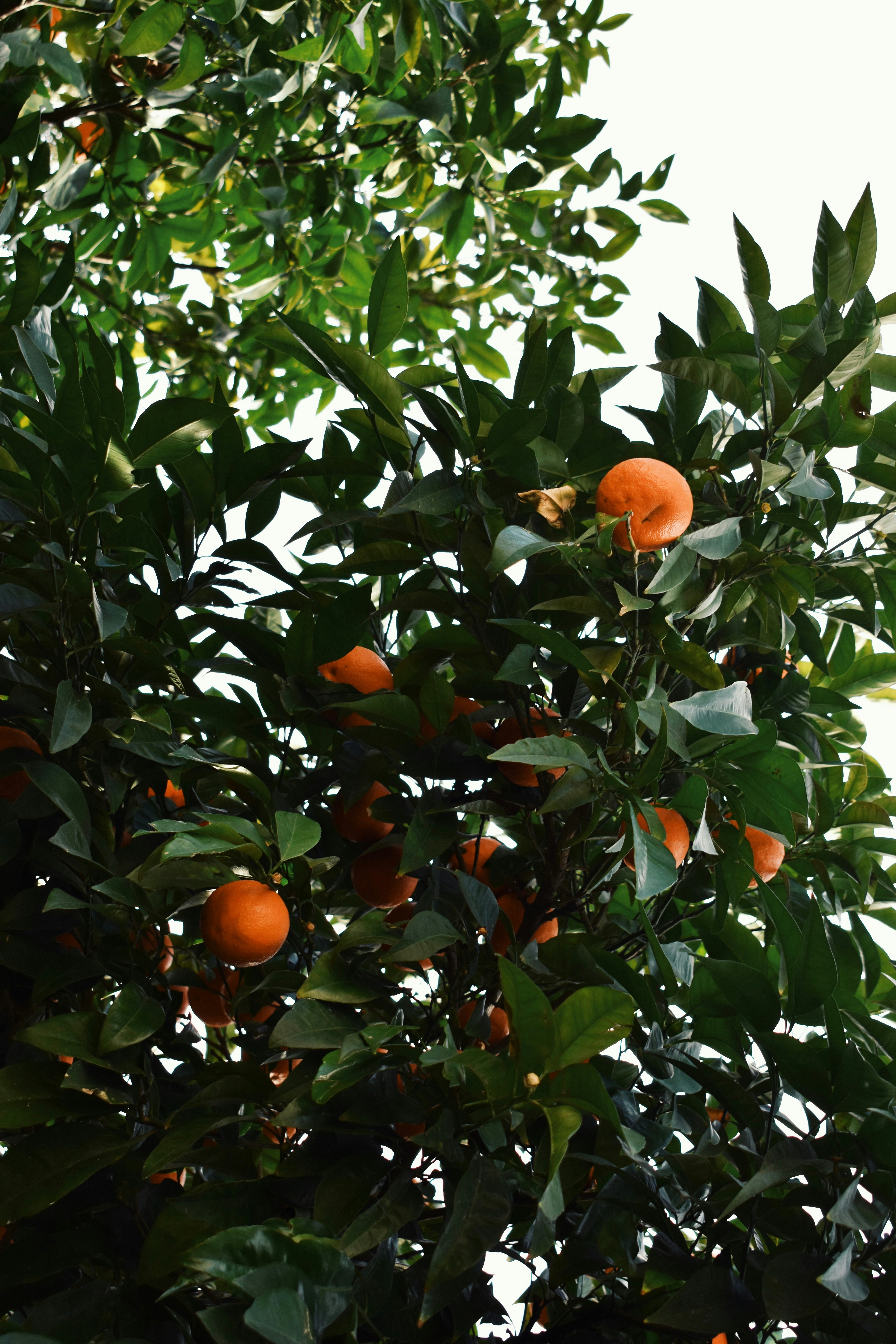 Photo by nisacokokumus