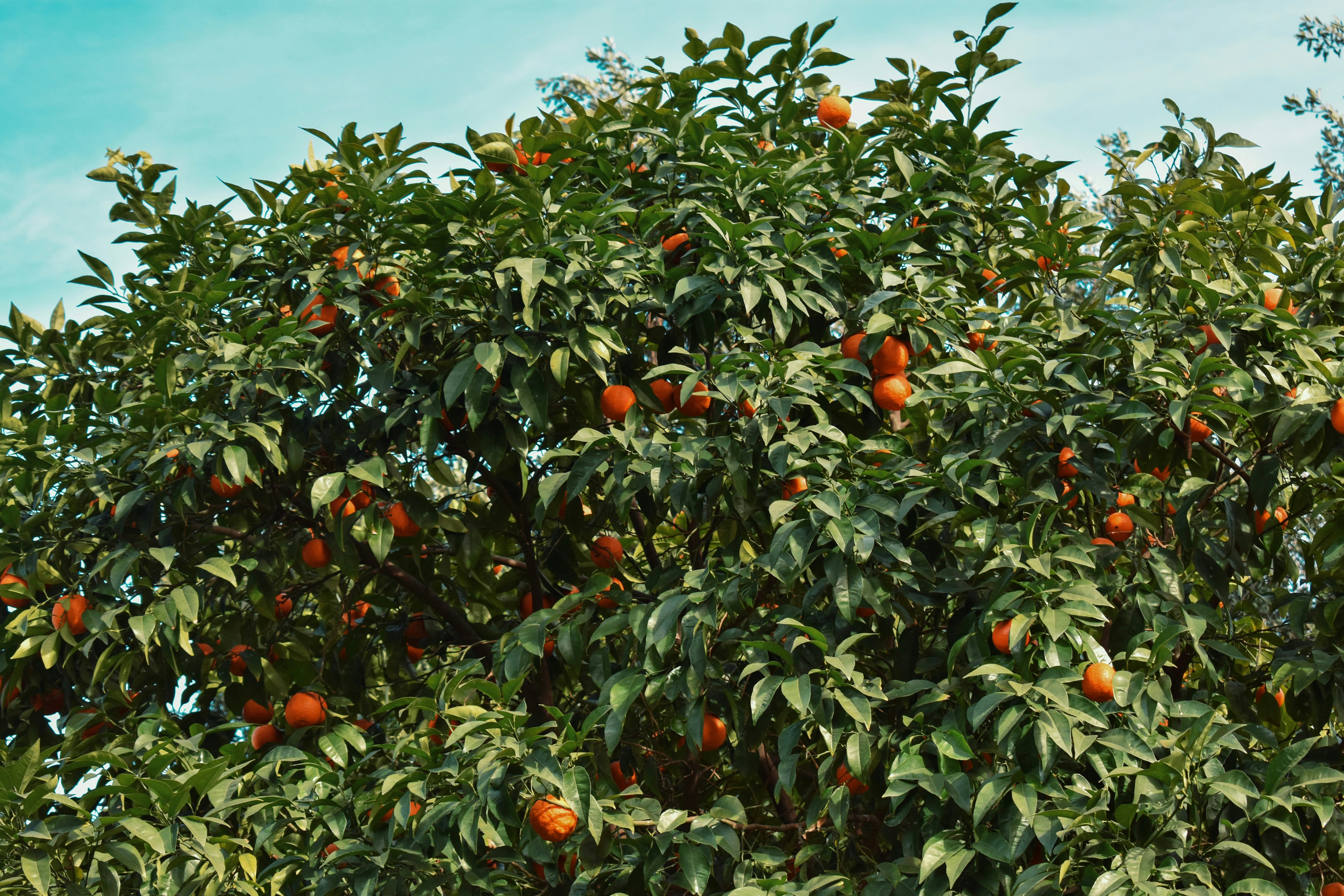 Photo by nisacokokumus