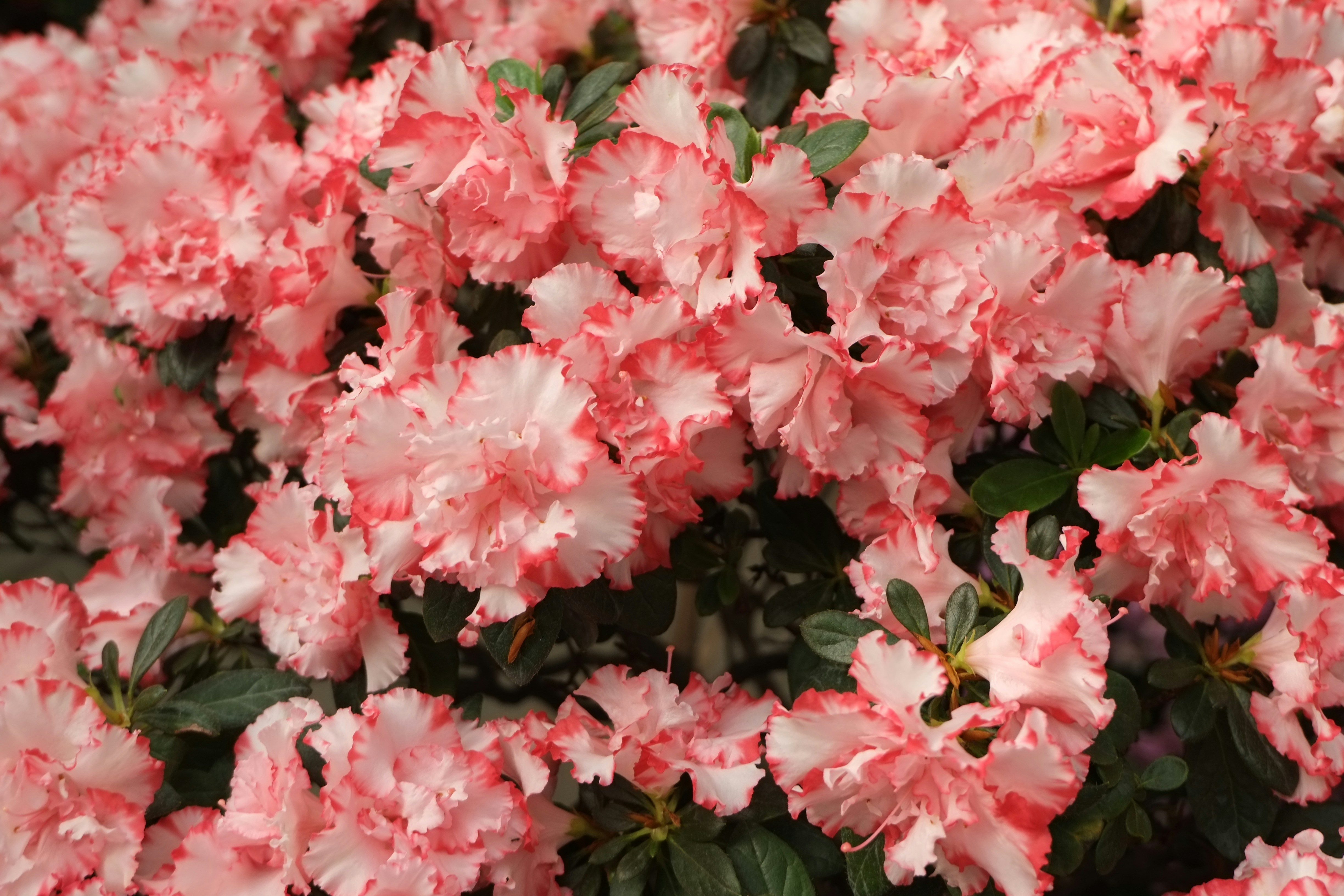 Photo by bernhardbar