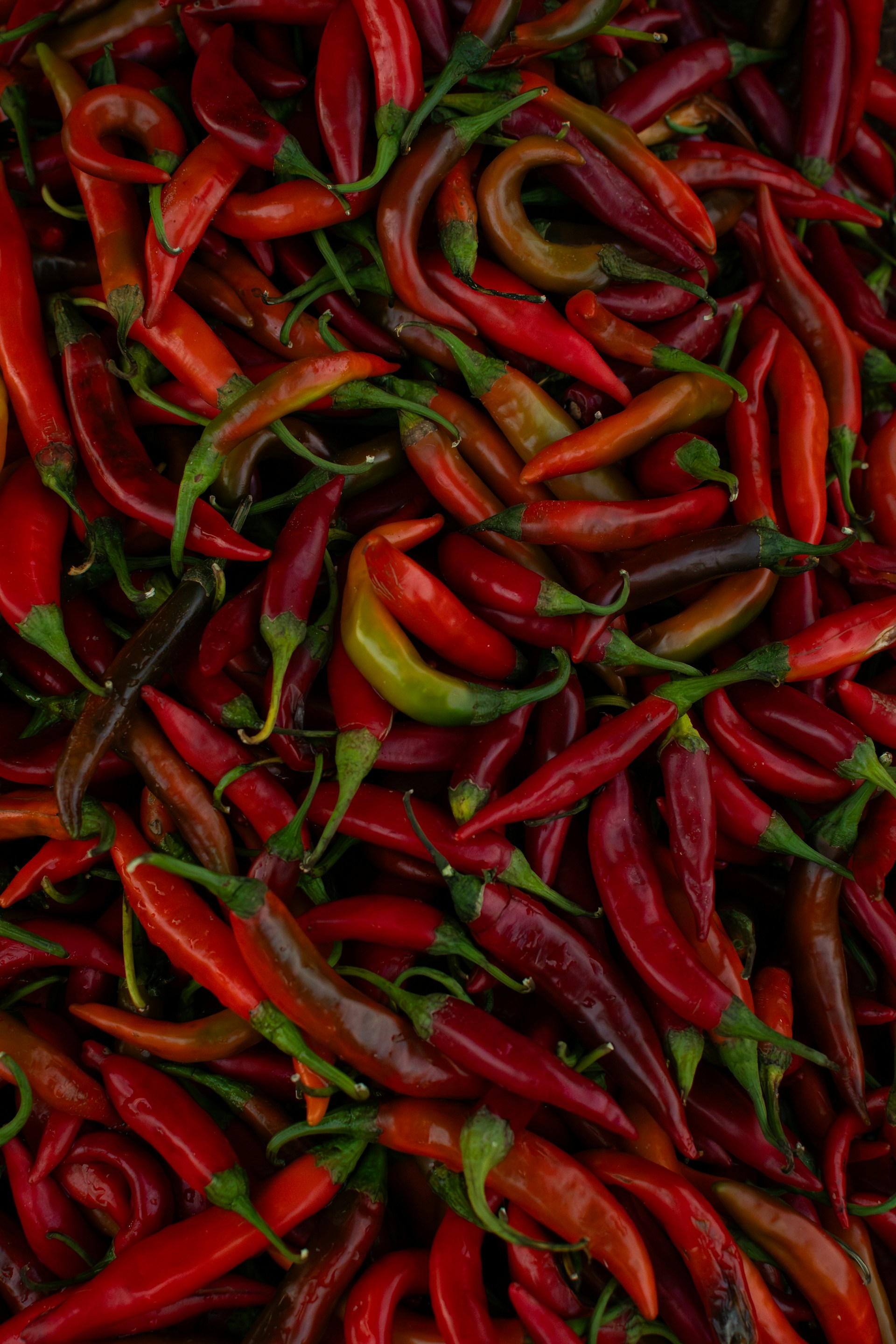 A pile of red chili peppers.