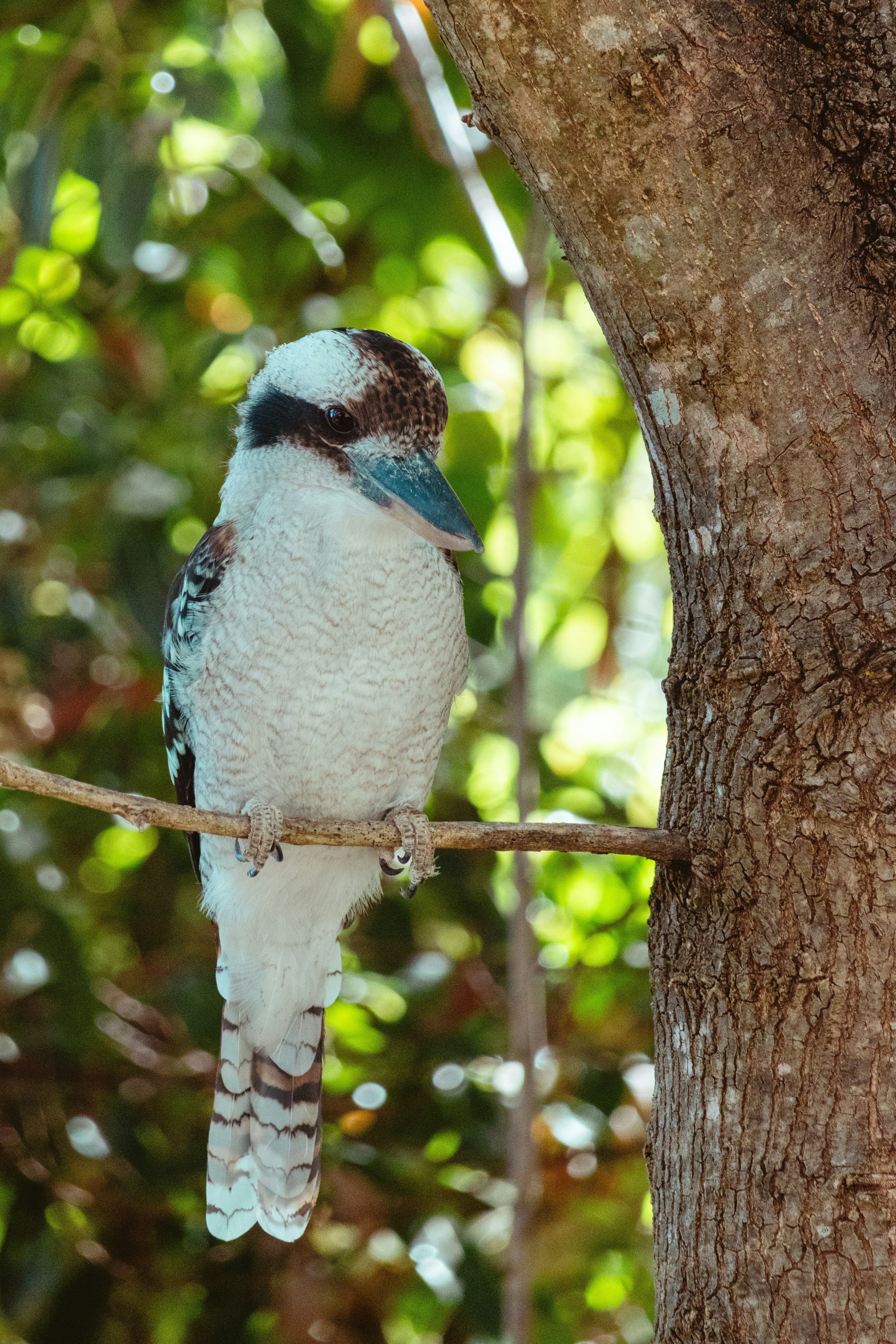 Um pássaro kookaburra está sentado empoleirado em um galho.