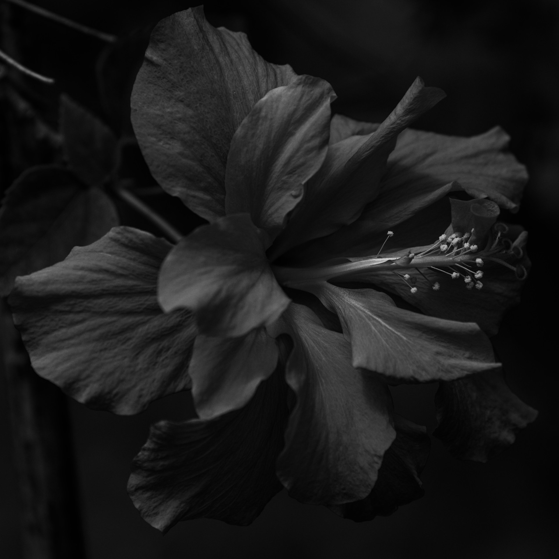 Black and white hibiscus flower blooms in darkness.